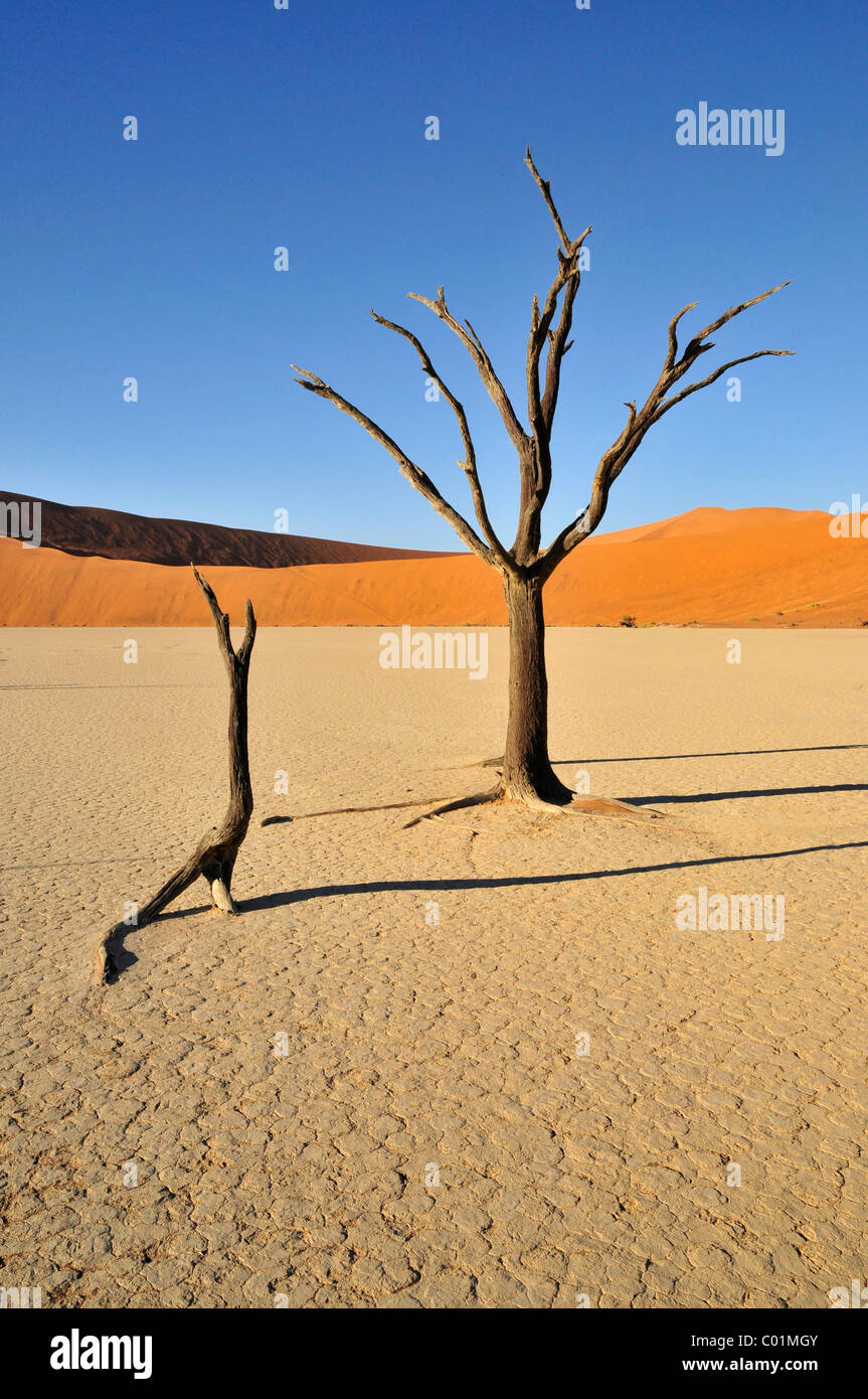 Africa namibia deadvlei dead trees hi-res stock photography and images ...