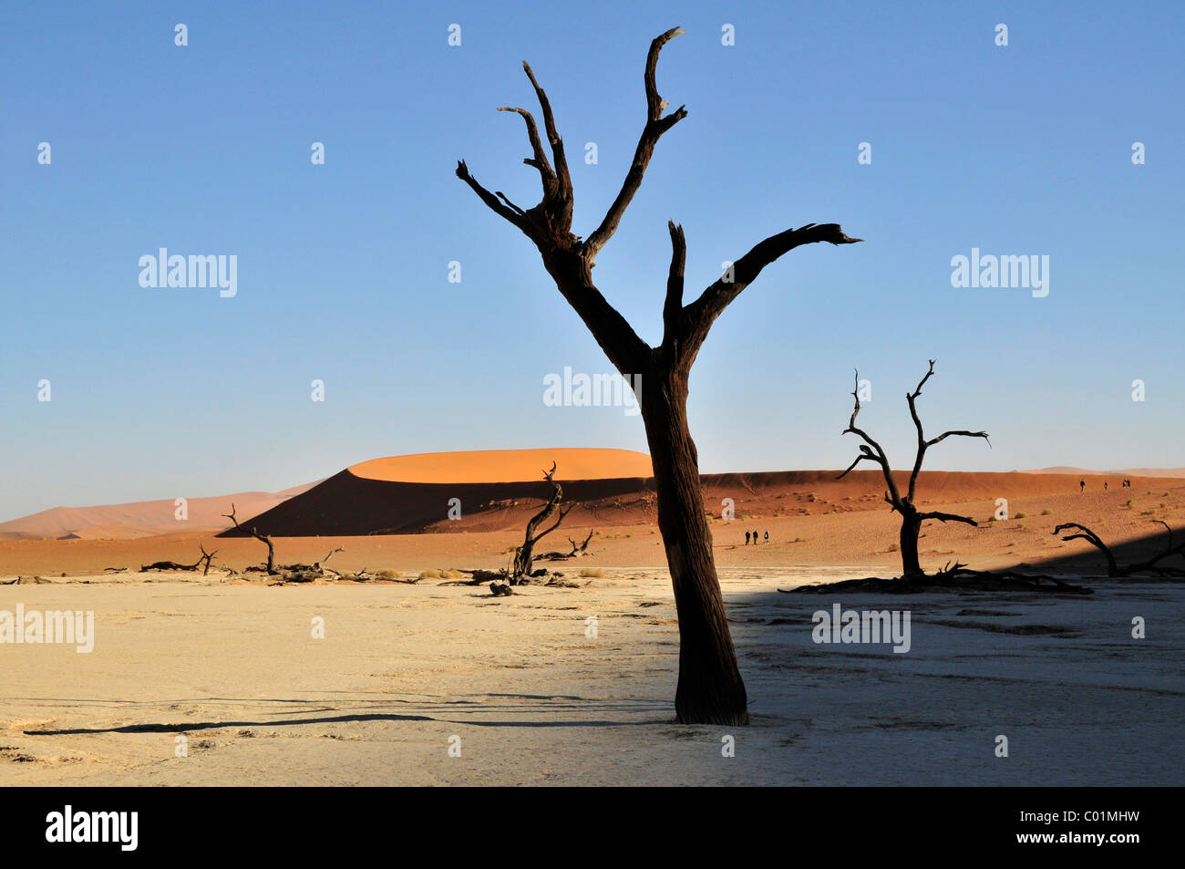 Dead trees in the Dead Vlei, Deadvlei clay pan in the morning light, Namib Desert, Namib-Naukluft National Park, Namibia, Africa Stock Photo