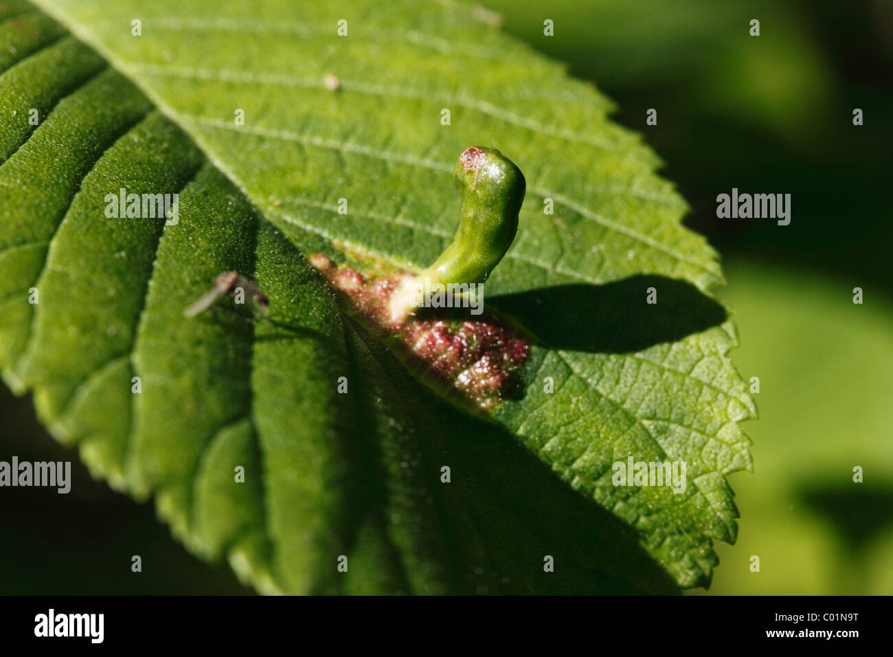 Gall of a Gall Wasp or Gallfly (Cynipidae), on the leaf of an Elm tree (Ulmus), Upper Bavaria, Bavaria, Germany, Europe Stock Photo