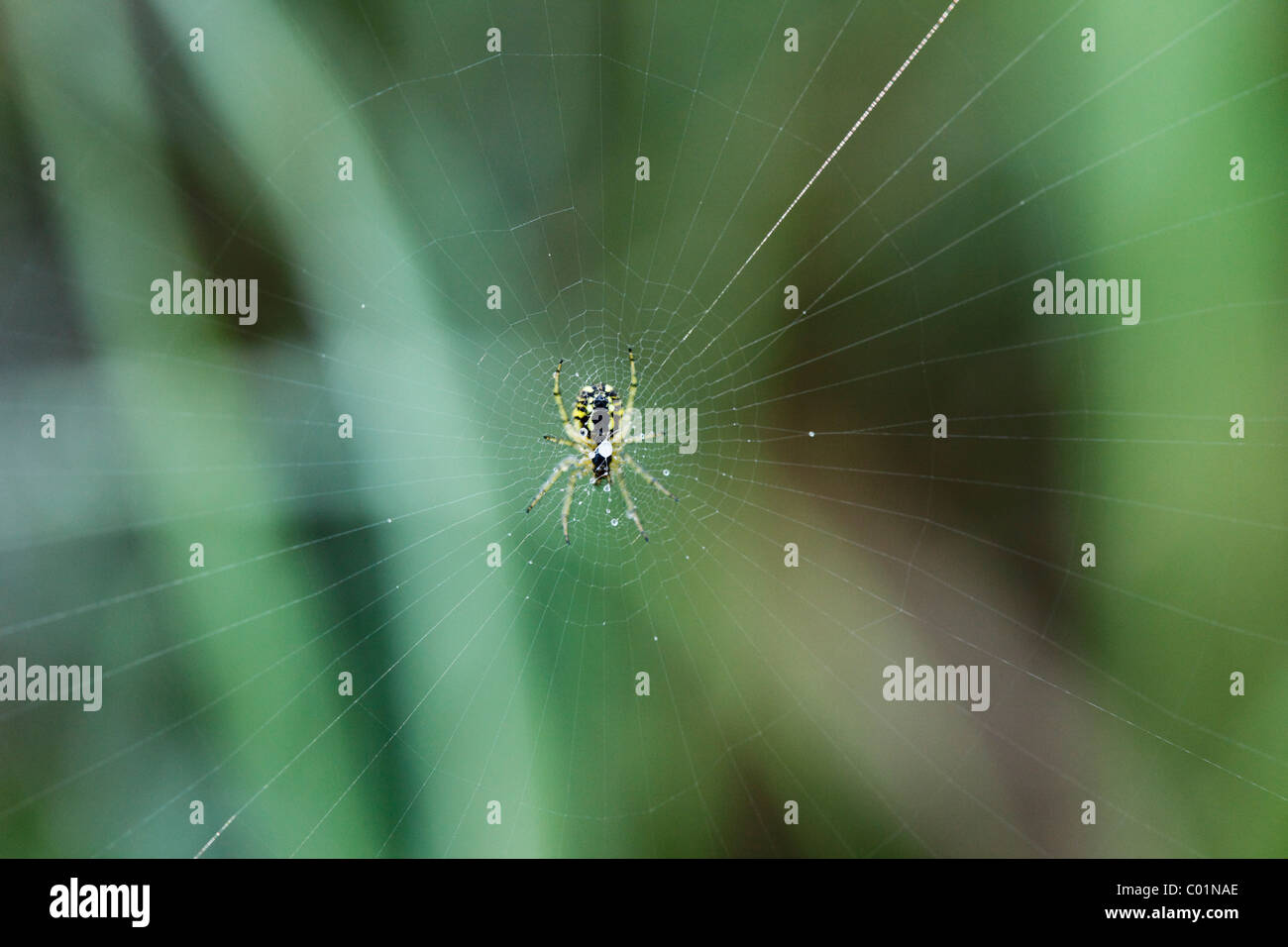 Wasp Spider (Argiope bruennichi) on web, Upper Bavaria, Bavaria, Germany, Europe Stock Photo