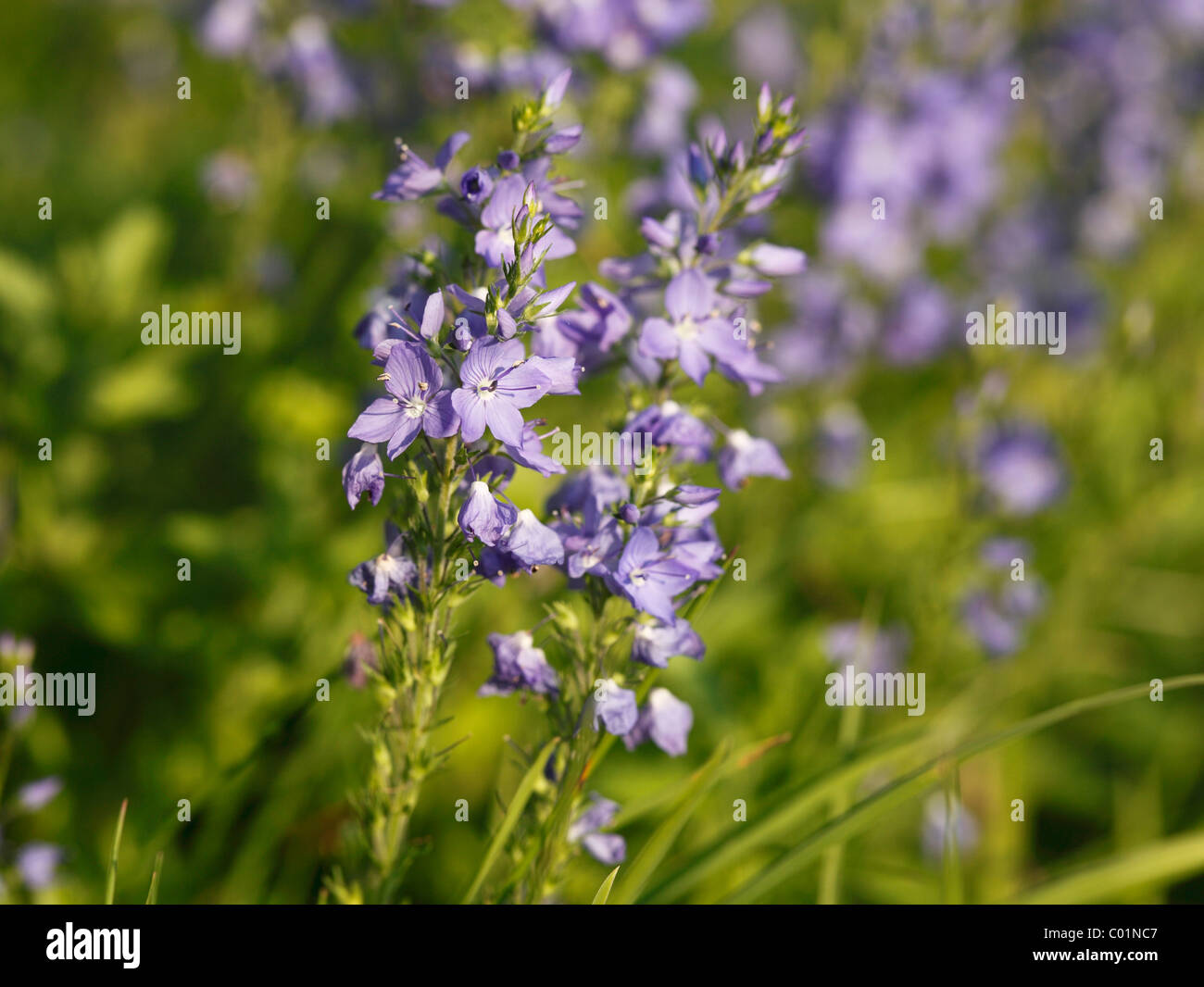 Large Speedwell (Veronica teucrium), Bavaria, Germany, Europe Stock Photo