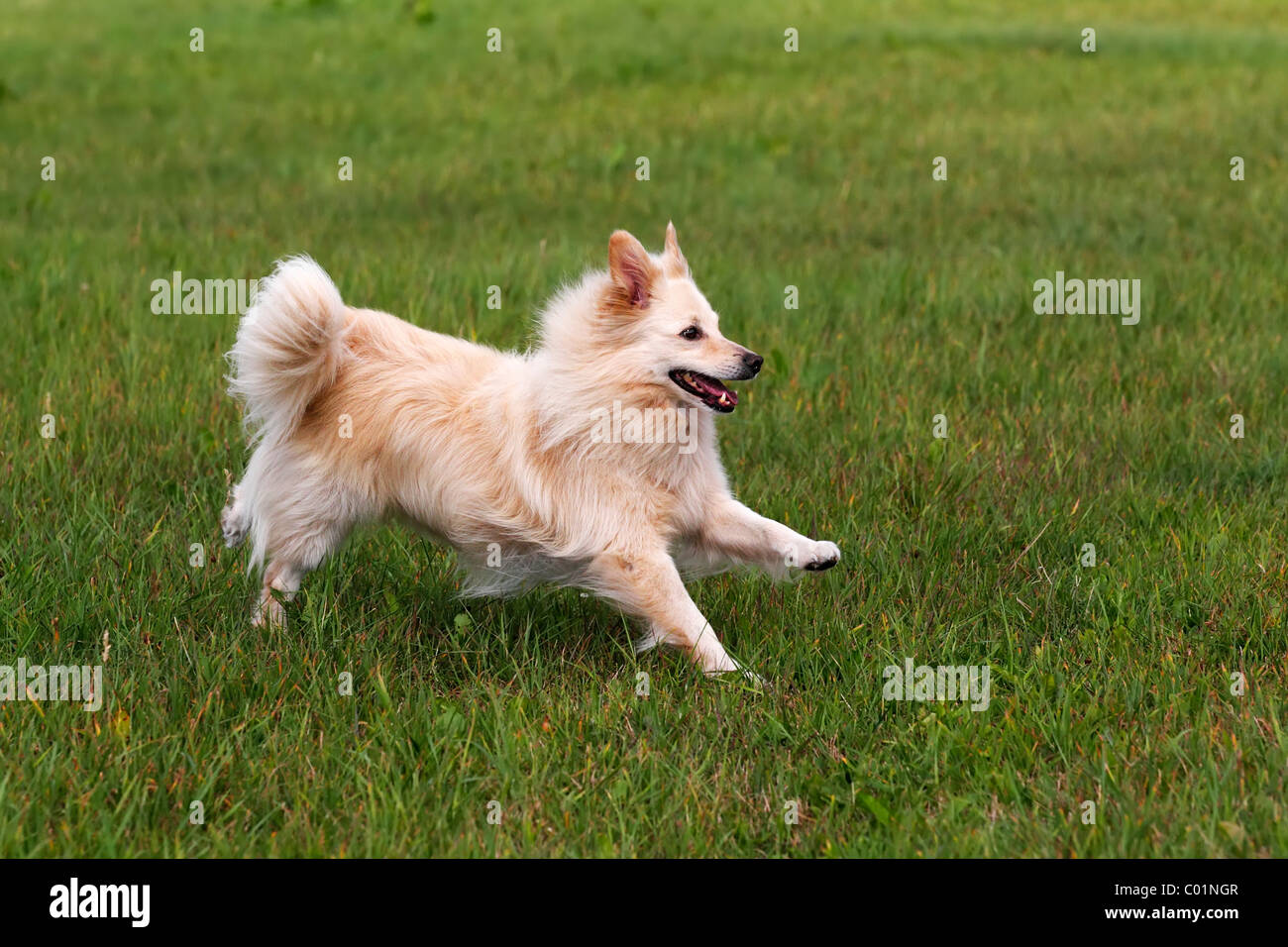 Spitz Mongrel High Resolution Stock Photography And Images Alamy