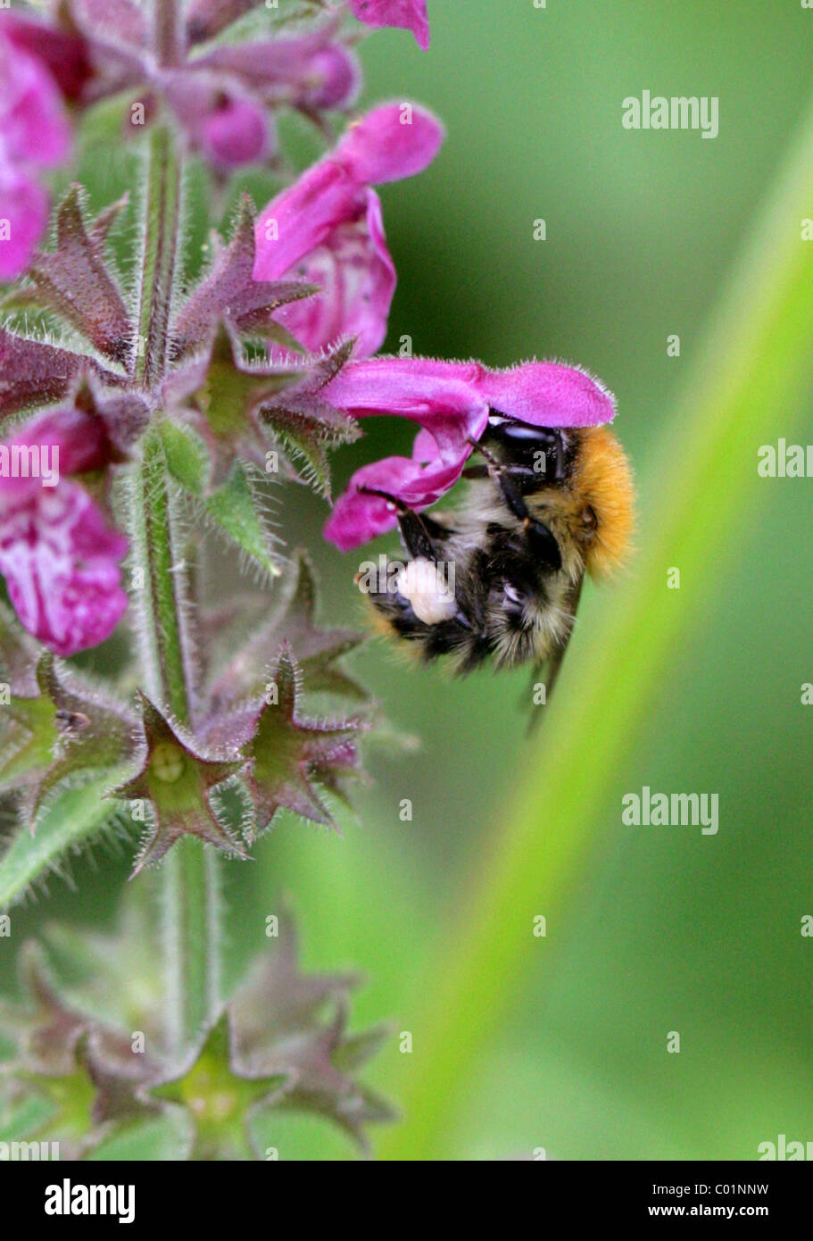 Common Carder Bumblebee, Bombus pascuorum, Apidae, Apoidea, Apocrita, Hymenoptera Stock Photo