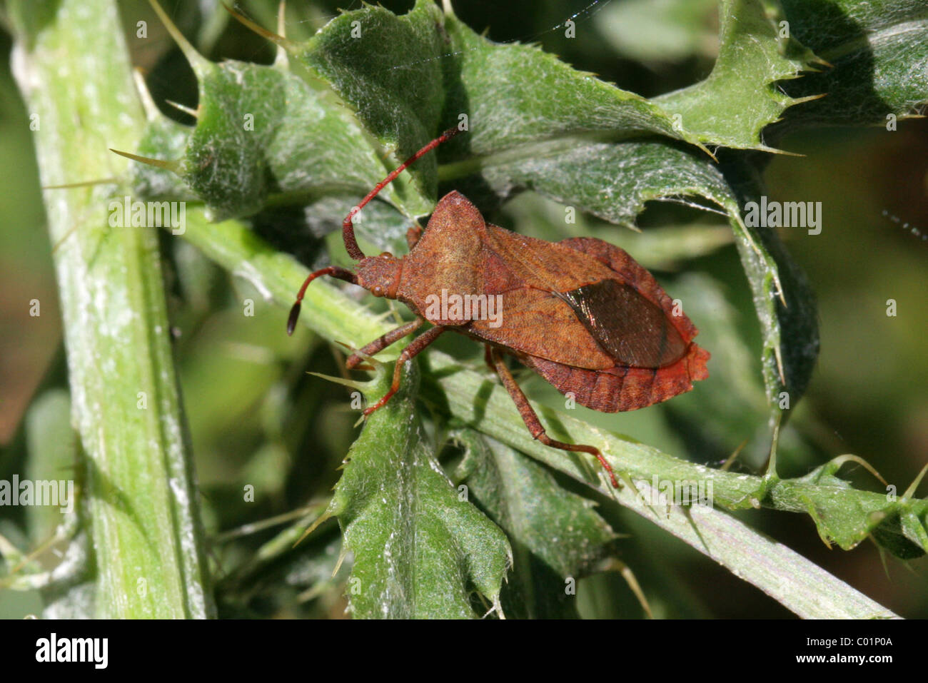 Dock Bug, Coreus marginatus, Coreidae, Heteroptera, Hemiptera. Stock Photo