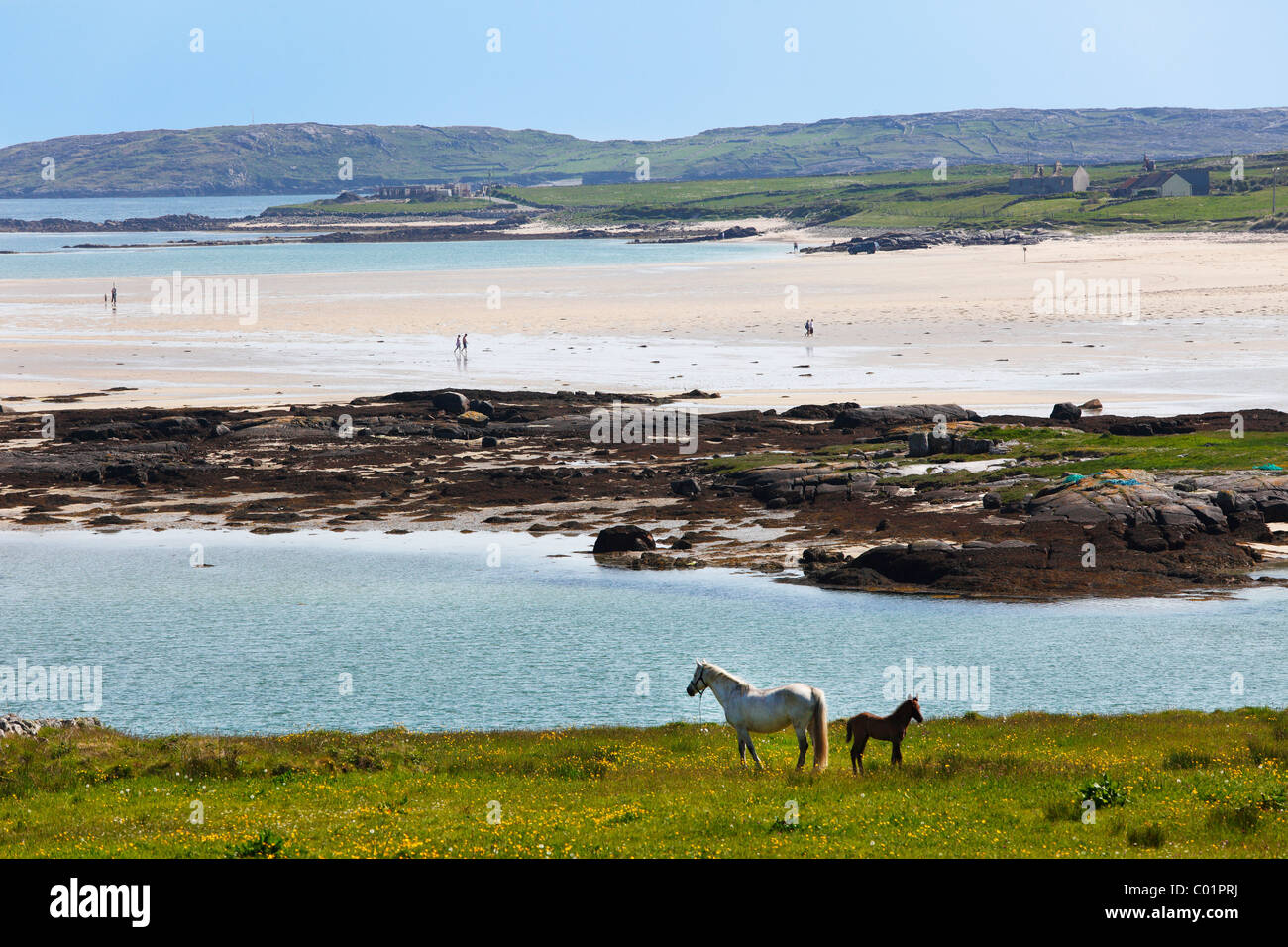 Coast at Claddaghduff with Omey Island, Connemara, County Galway, Republic of Ireland, Europe Stock Photo