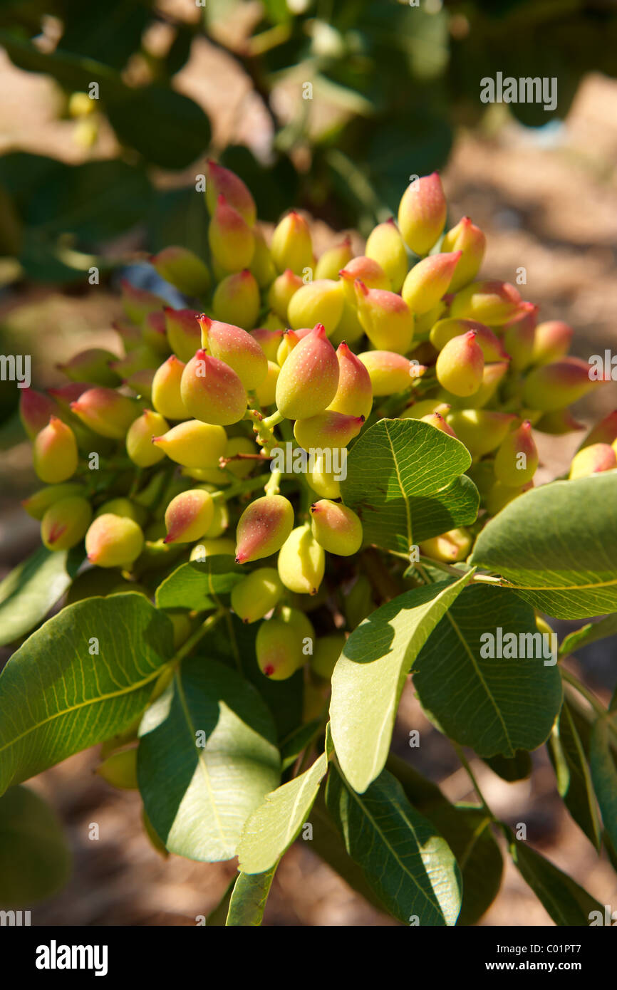 Fresh pistachio nuts growing on bushes Stock Photo Alamy