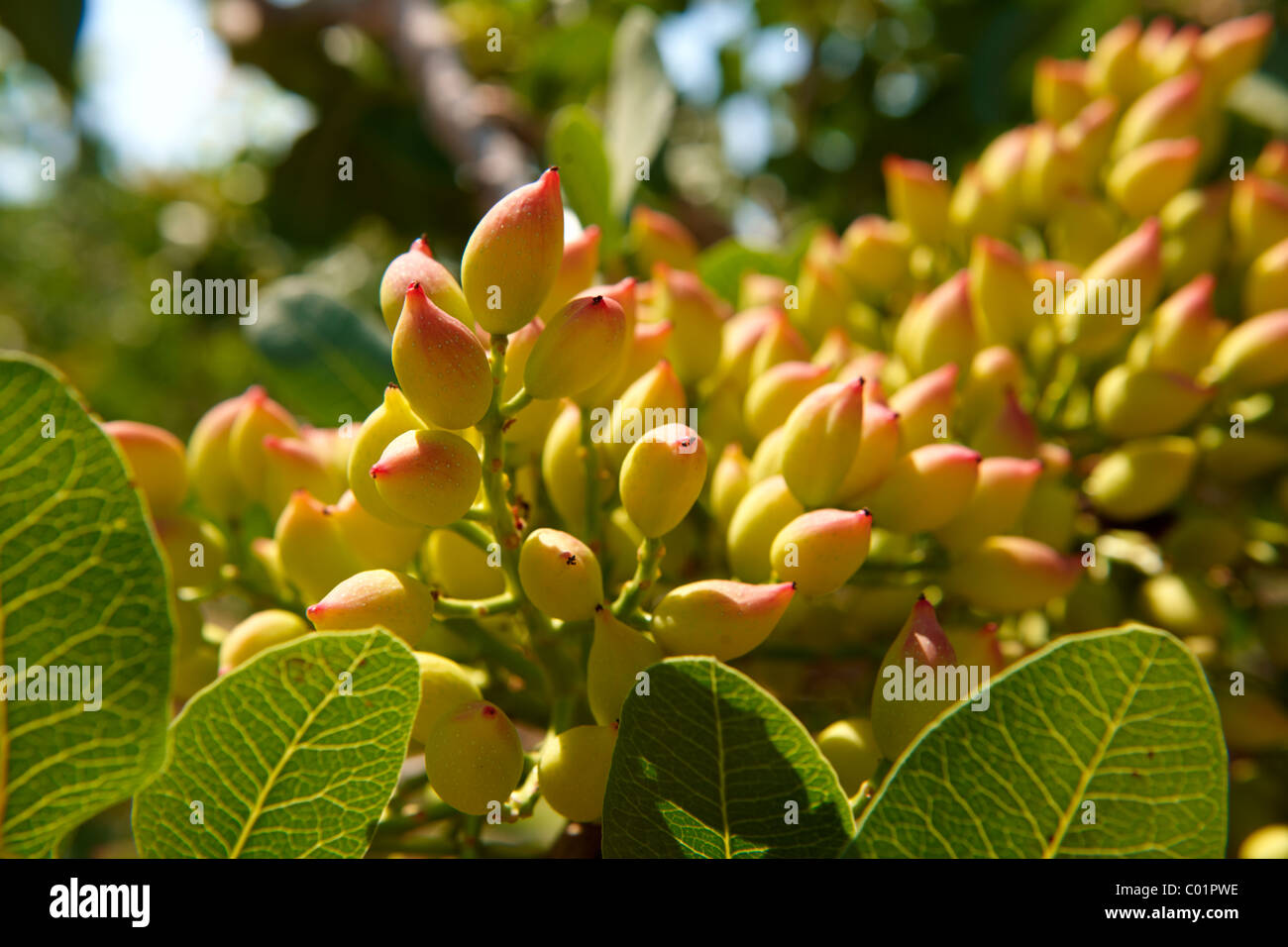 Fresh pistachio nuts growing on bushes. Stock Photo