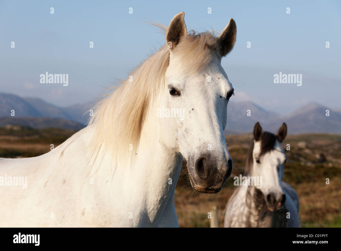 Portrait of a white horse, Connemara, County Galway, Republic of Ireland, Europe Stock Photo