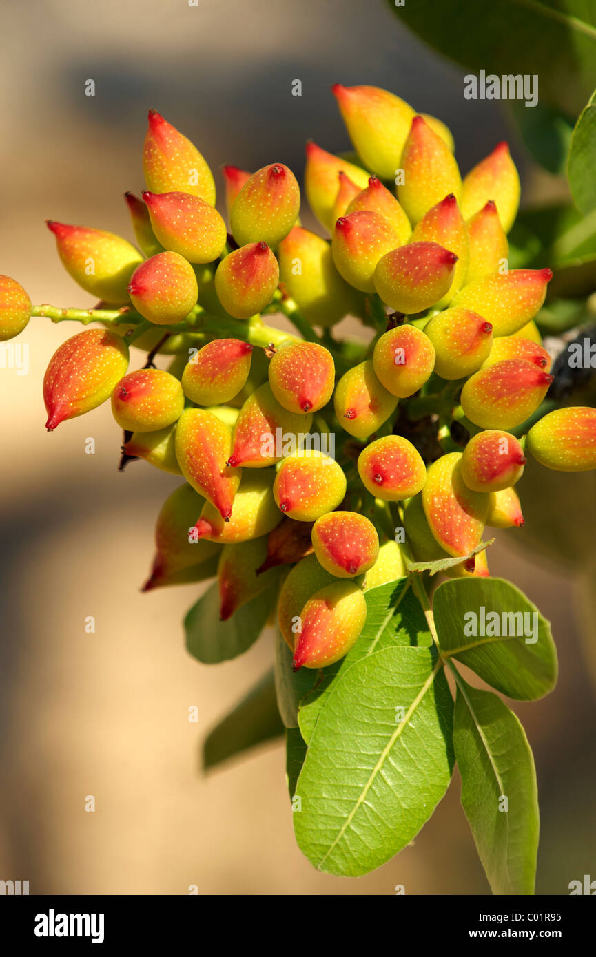 Fresh pistachio nuts growing on hires stock photography and images Alamy