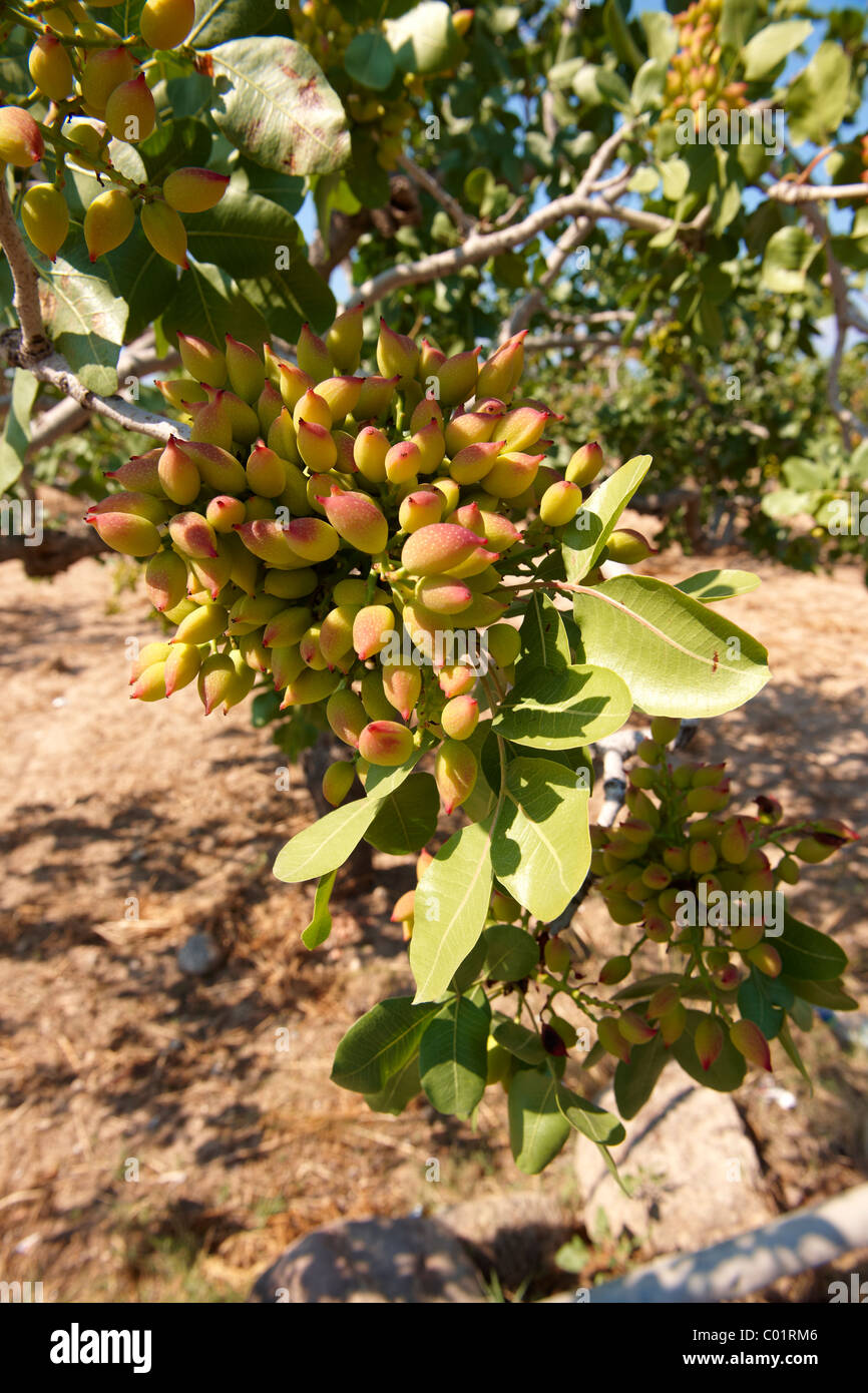 Fresh pistachio nuts growing on bushes. Aegina, Greek Saronic Islands