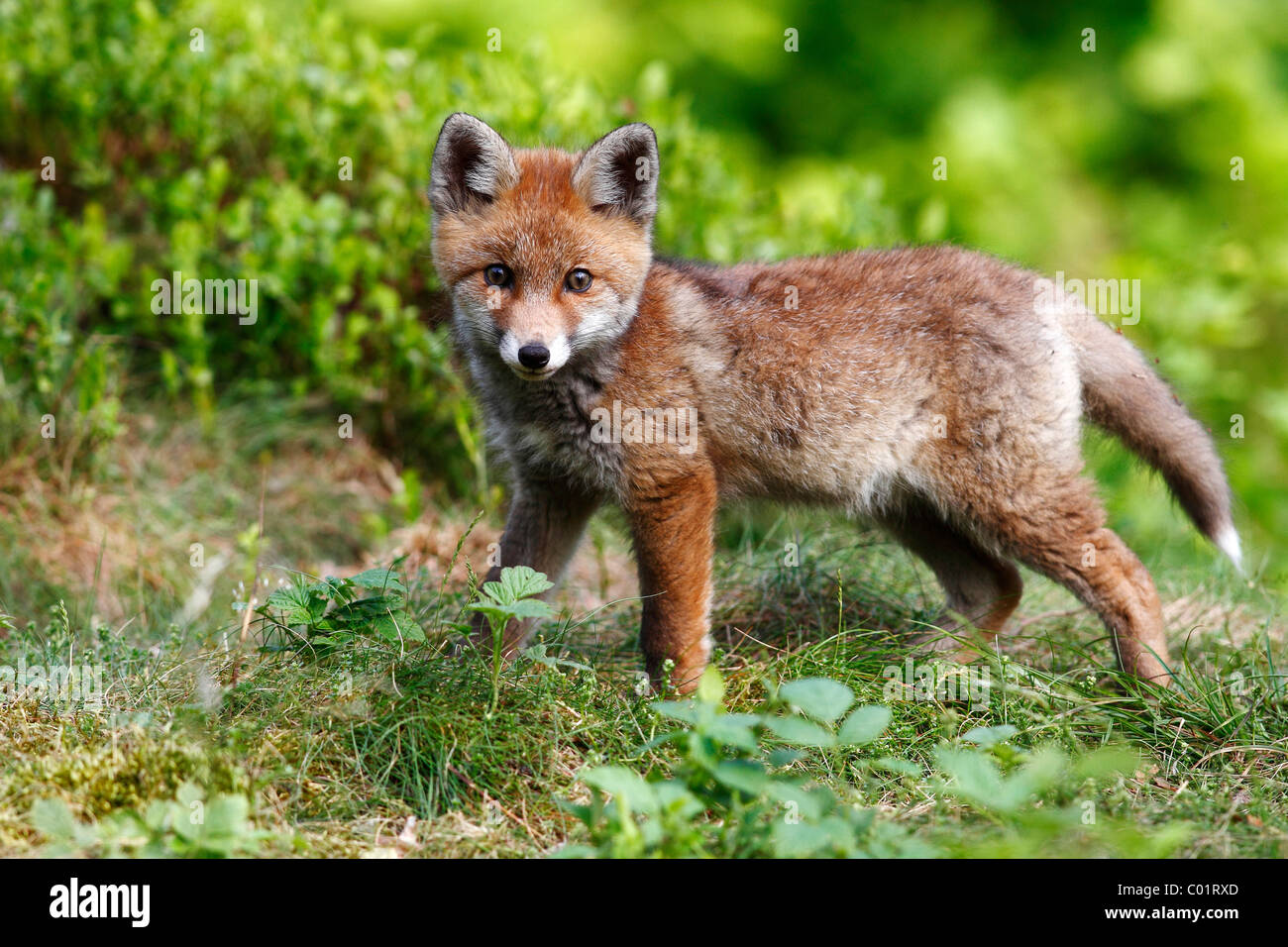 Red fox (Vulpes vulpes), watchful cub standing in a meadow Stock Photo