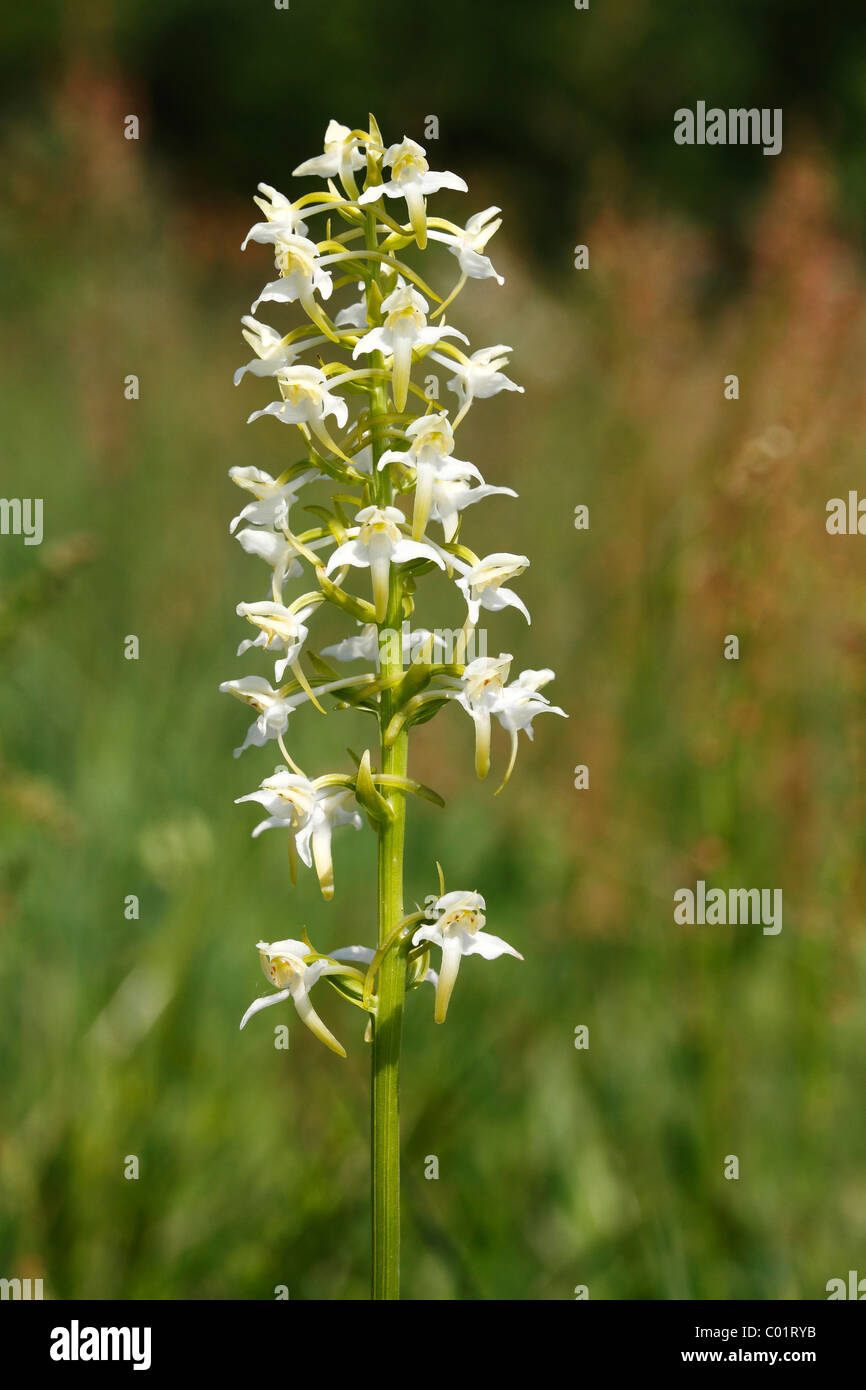 Greater Butterfly-orchid (Platanthera chlorantha), inflorescence Stock Photo