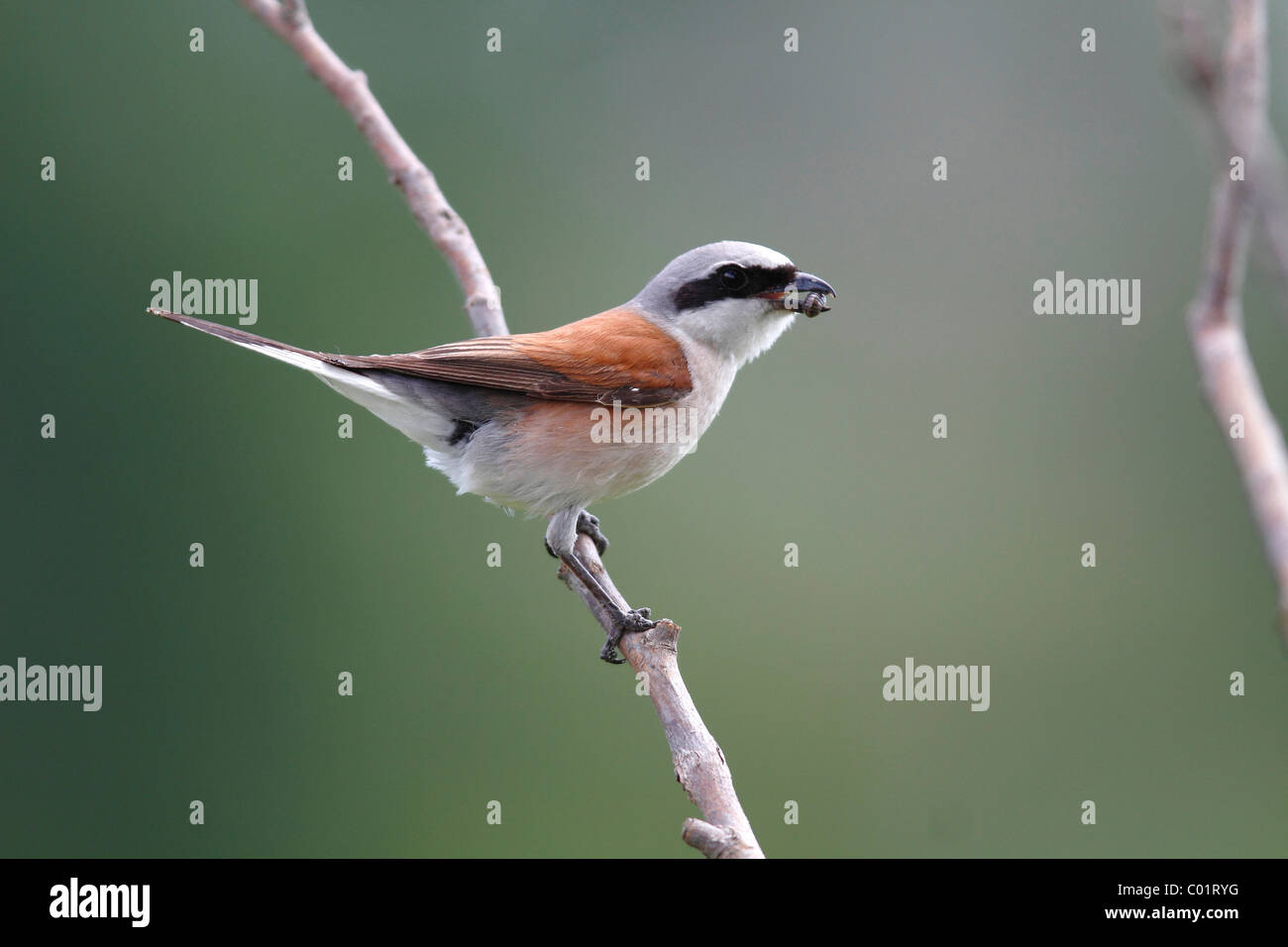 Red-backed Shrike (Lanius collurio), male with insect prey in its beak Stock Photo
