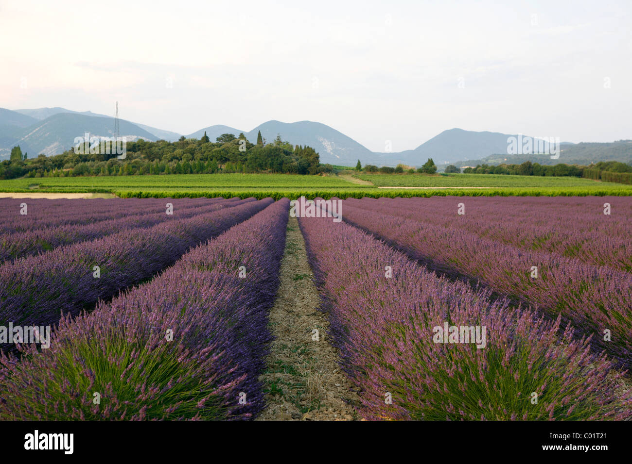 Lavender cultivation, lavender field at Le Pegu, Valreas, Vaucluse, Provence, southern France, France, Europe Stock Photo
