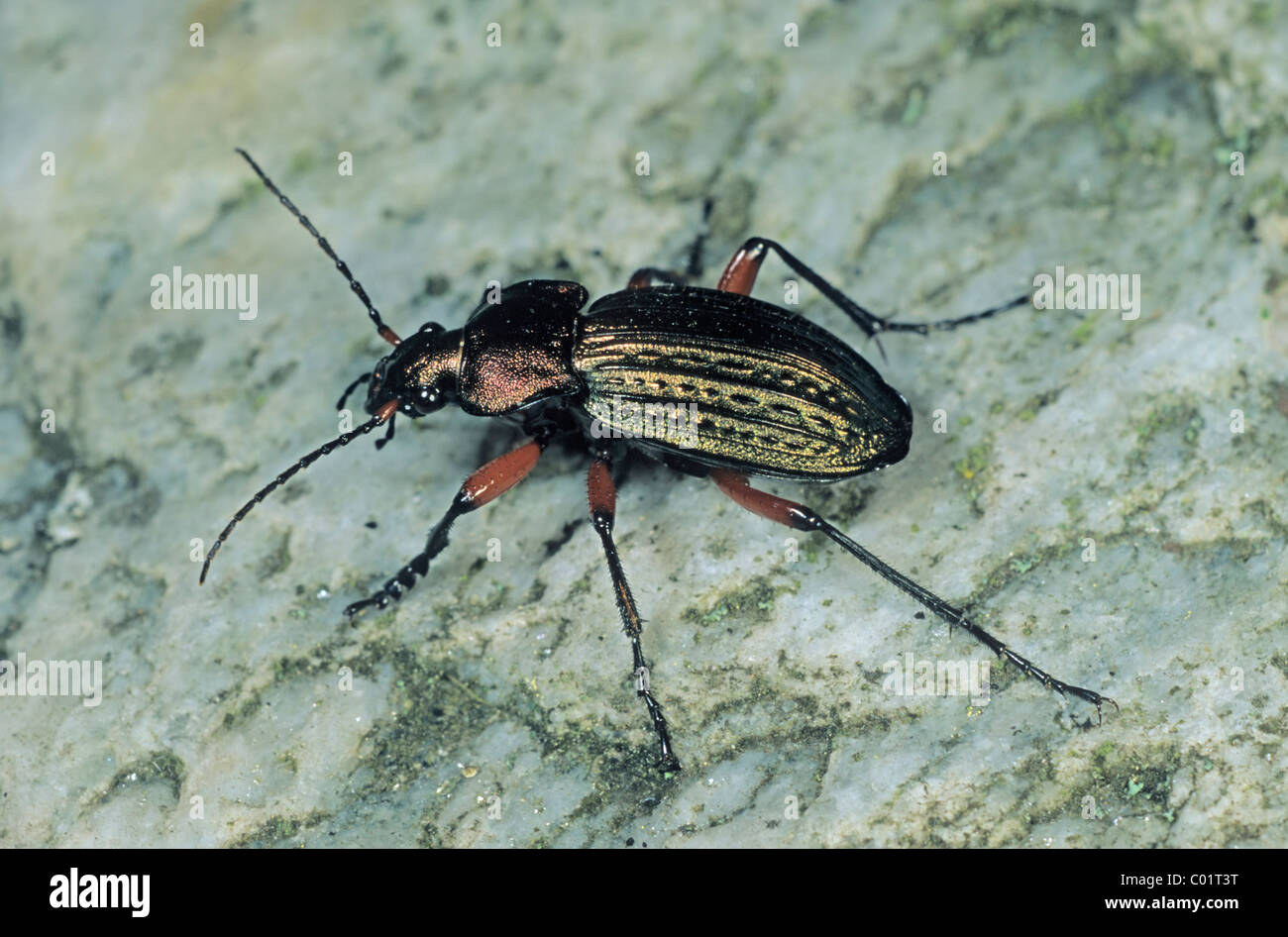 Ground Beetle species (Carabus cancellatus) Stock Photo