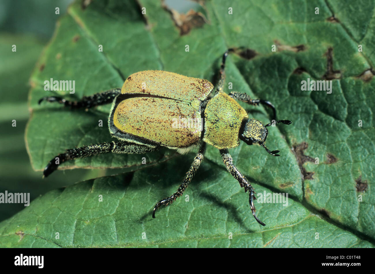 Yellow-green eucinetid beetle (Hoplia farinosa) Stock Photo