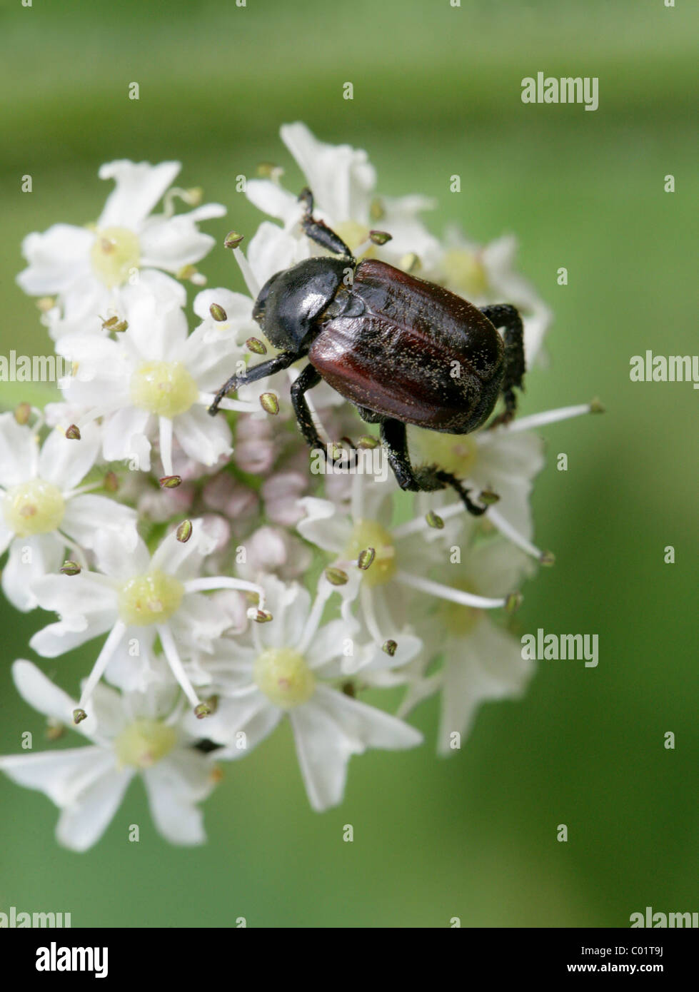 Welsh Chafer, Hoplia philanthus, Scarabaeidae, Coleoptera. Feeding on Hogweed, July. Chess Valley, Hertfordshire. Stock Photo