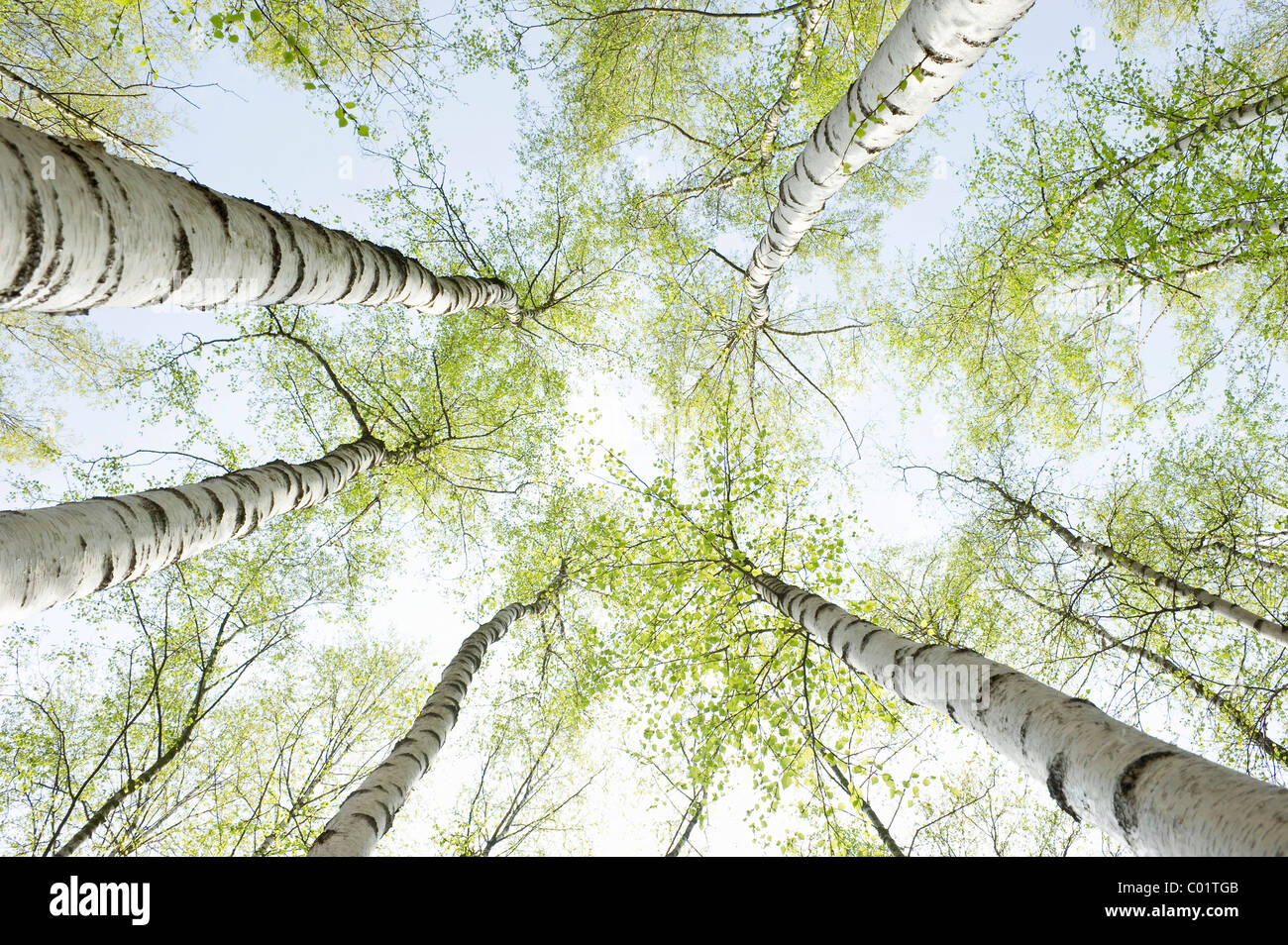 Birch trees in spring, frog perspective Stock Photo