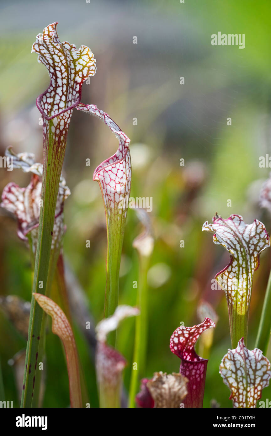 Pitcher plant (Sarracenia), carnivorous plant Stock Photo
