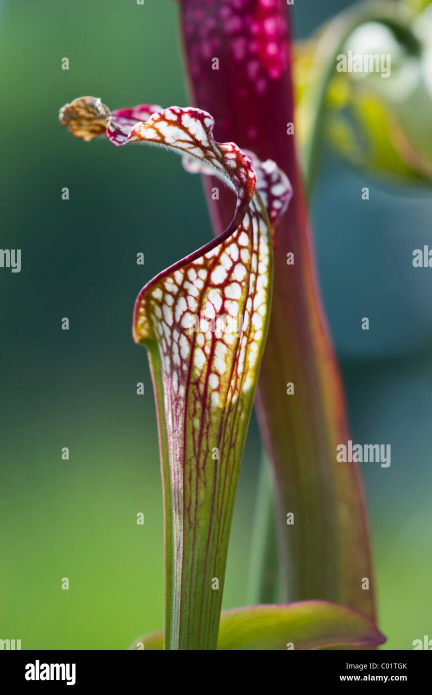 Pitcher plant (Sarracenia), carnivorous plant Stock Photo