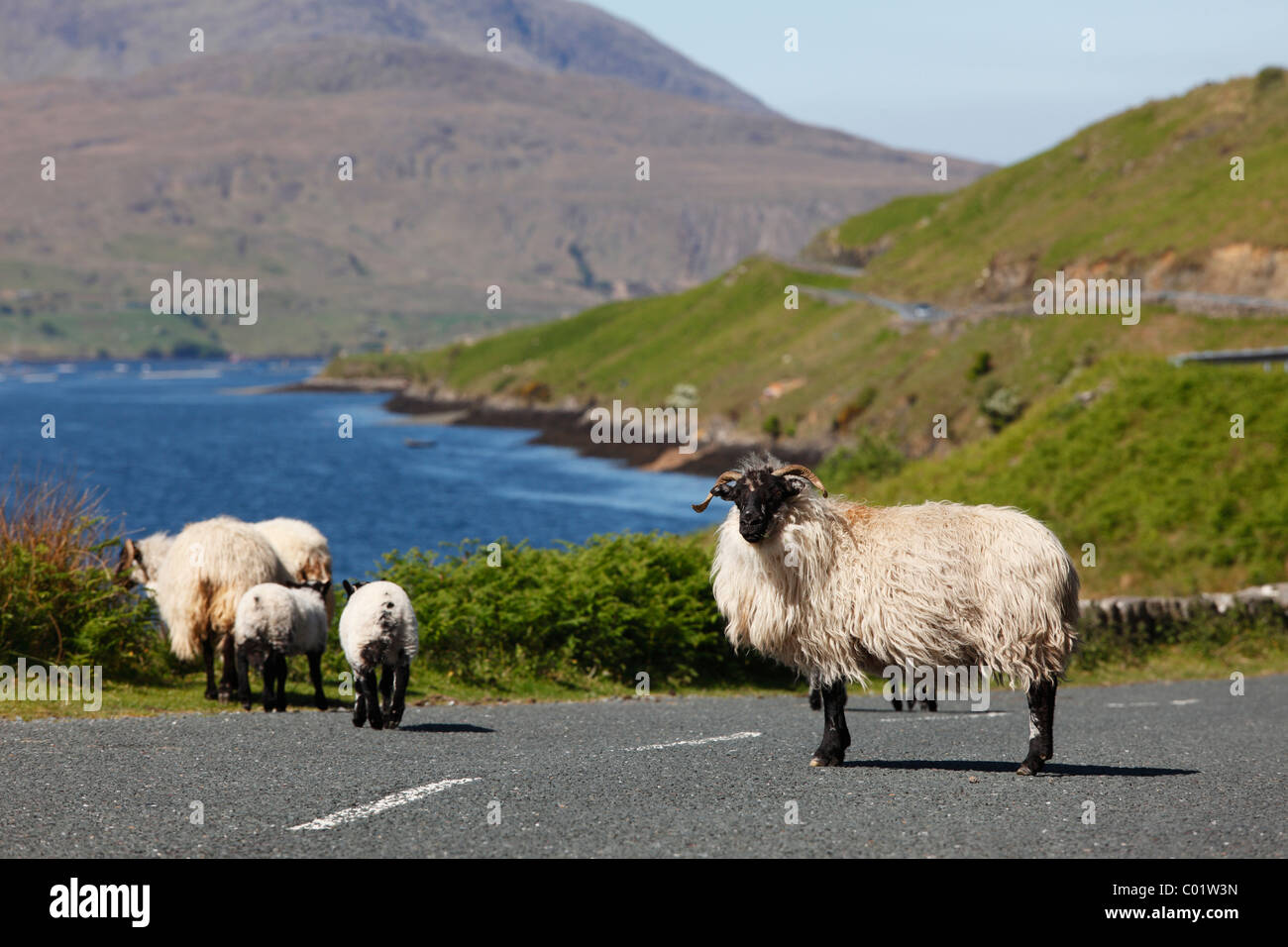 Sheep on a country road, Killary Harbour, County Mayo, Connacht province, Republic of Ireland, Europe Stock Photo