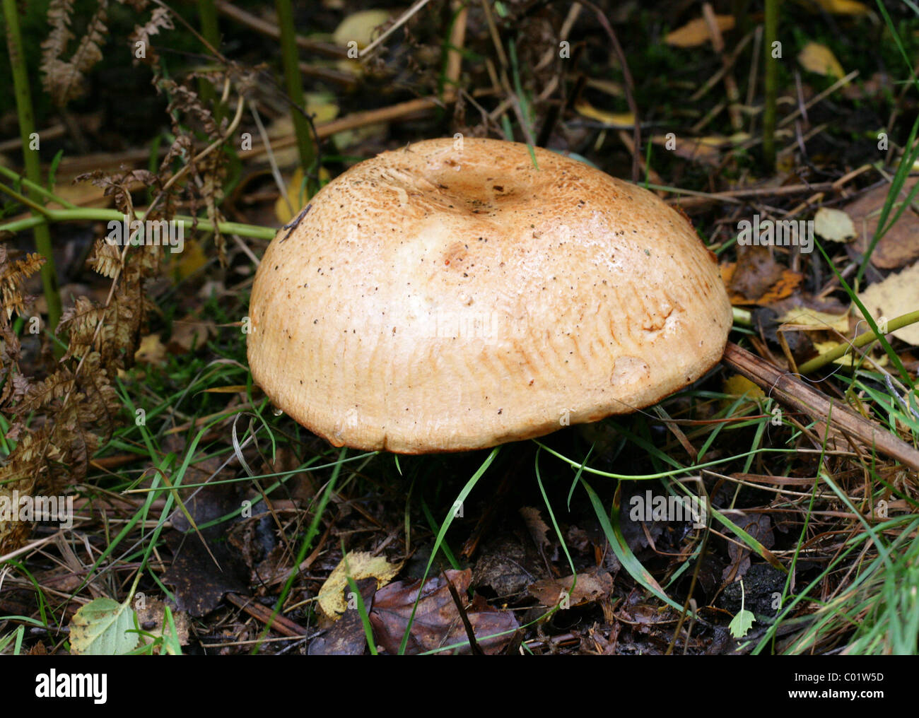 Brown Roll-rim, Paxillus involutus, Paxillaceae, Boletales, Basidiomycetes. Stock Photo