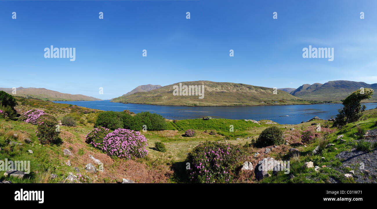 Killary Harbour, Connemara, County Galway, Republic of Ireland, Europe Stock Photo