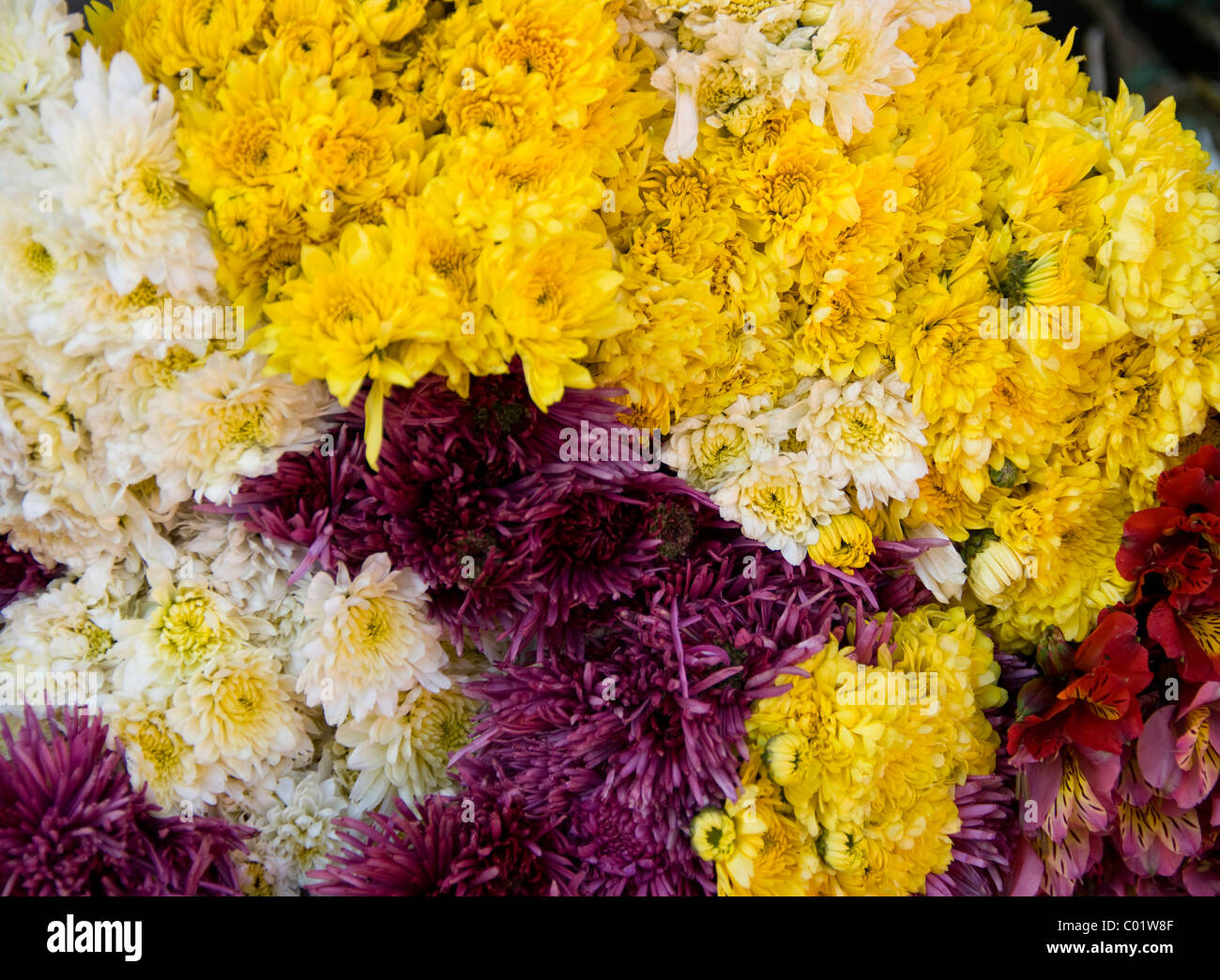 Guatemala. Flower market Stock Photo Alamy