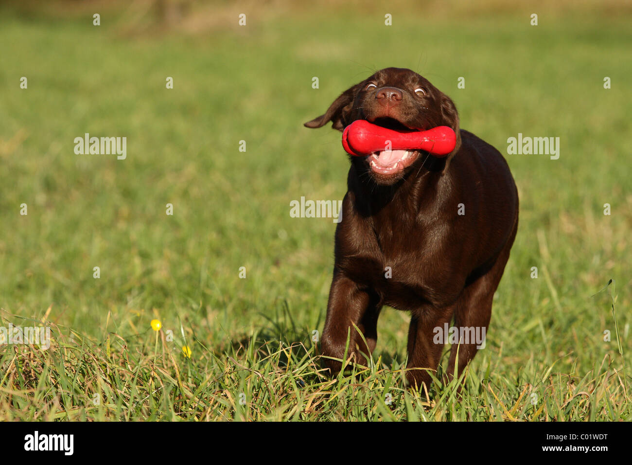 running Labrador Retriever Stock Photo Alamy