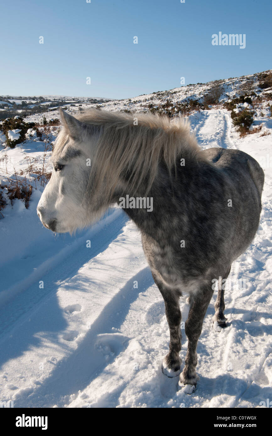 Dartmoor pony in a snowy landscape Stock Photo