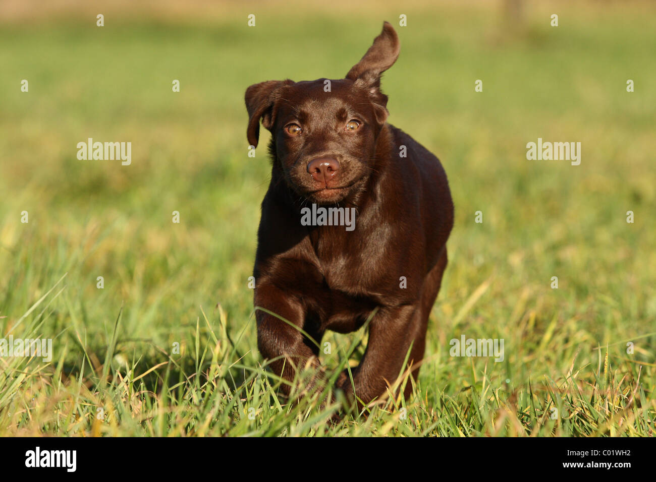 running Labrador Retriever Stock Photo Alamy
