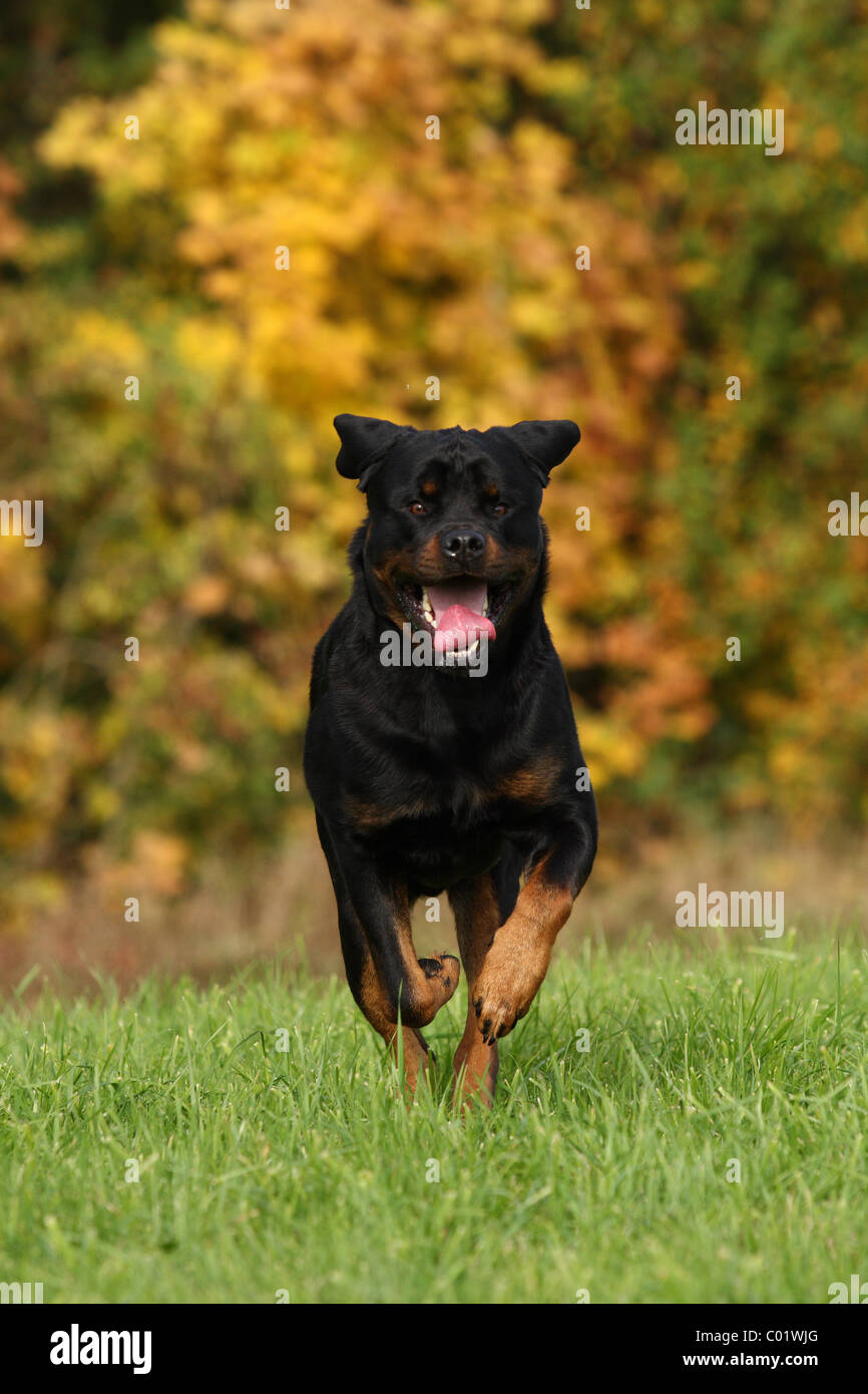 running Rottweiler Stock Photo Alamy