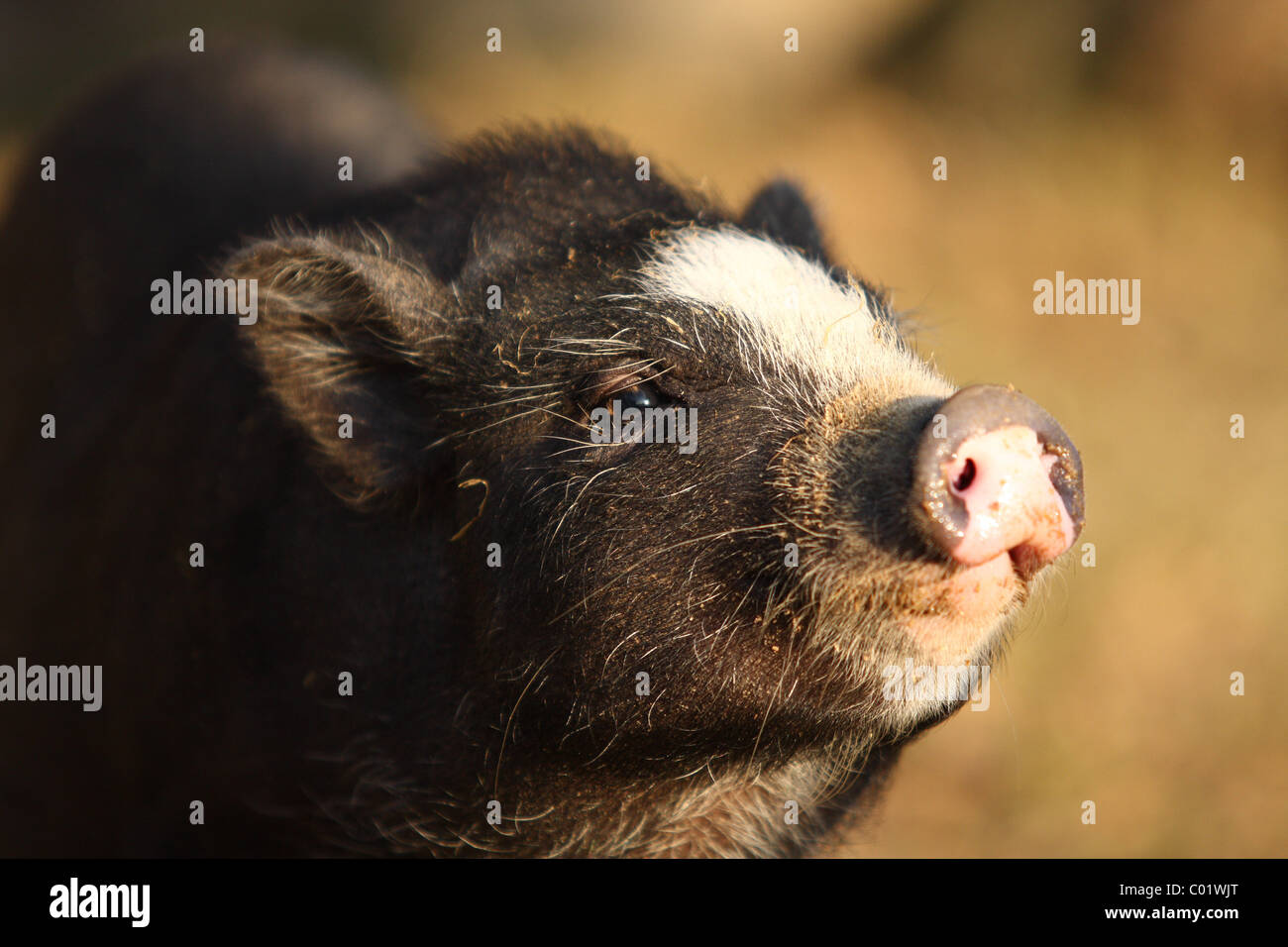 pot-bellied pig Stock Photo