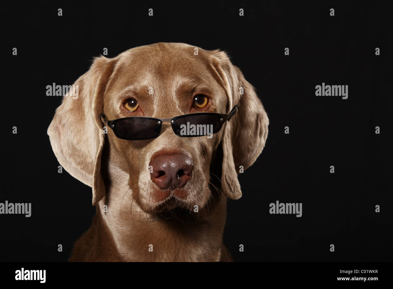 dog wearing sun glasses Stock Photo