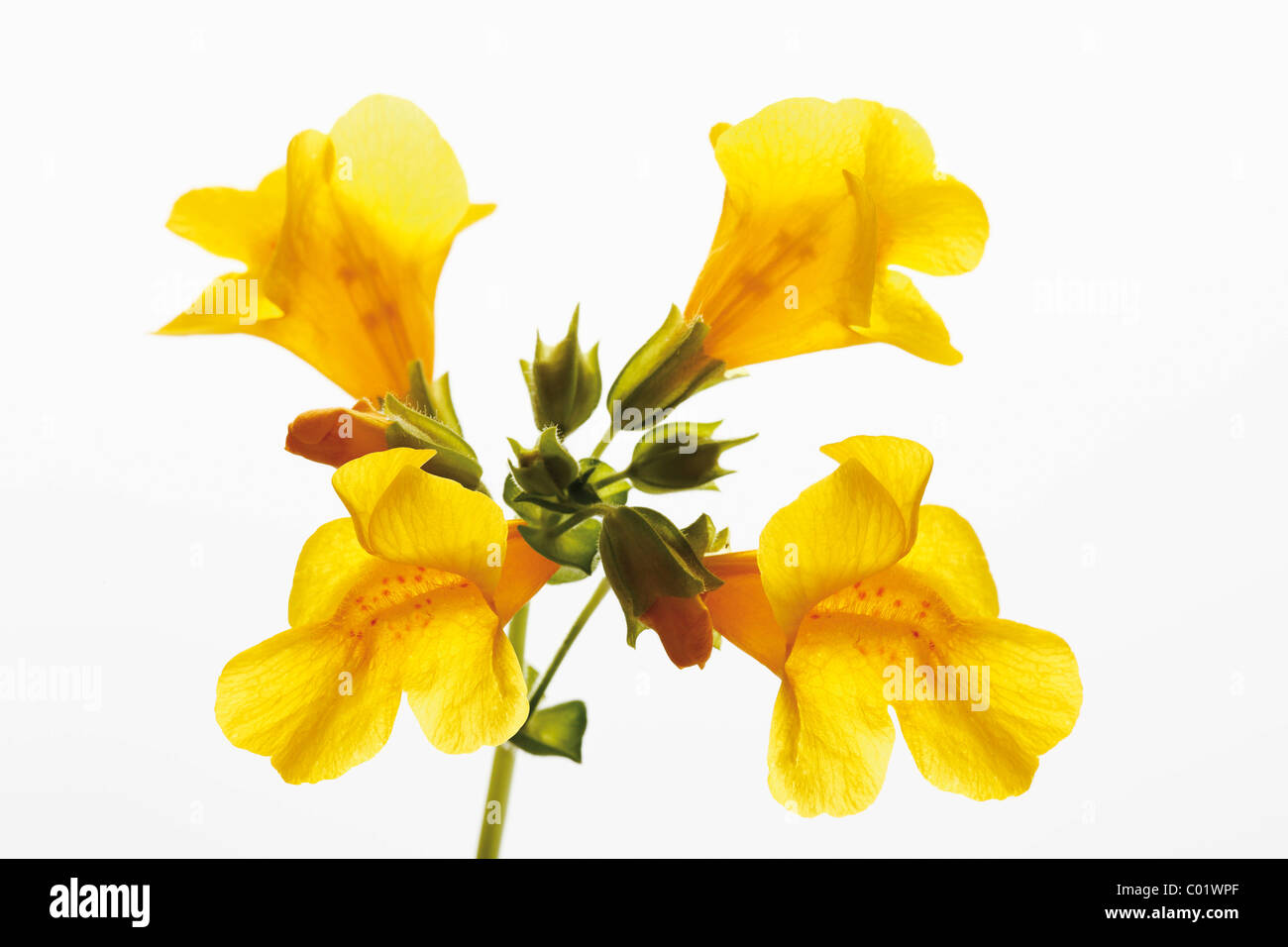 Yellow Monkey-flower (Mimulus luteus) Stock Photo