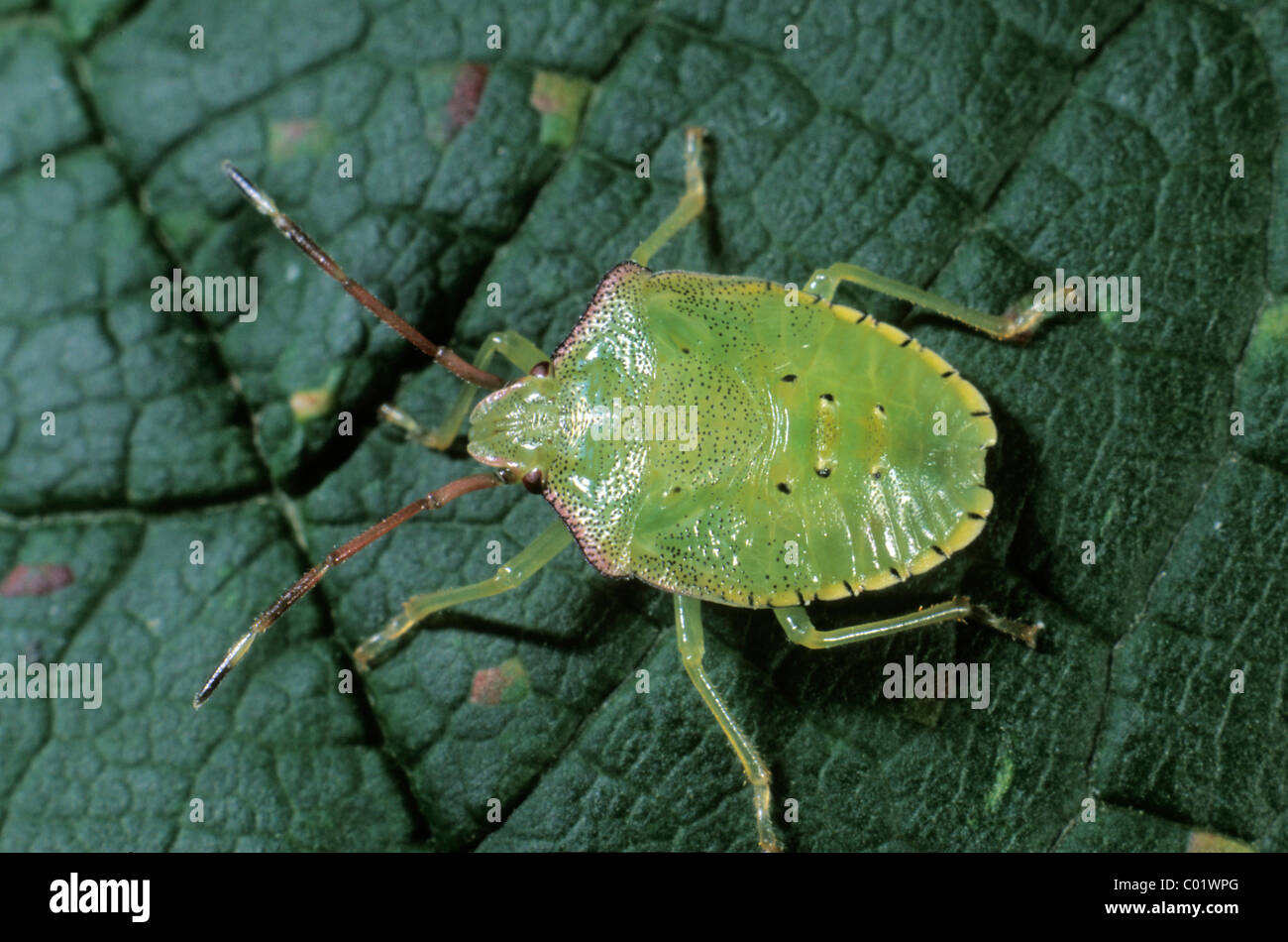 Green Shield Bug (Palomena prasina), larva Stock Photo