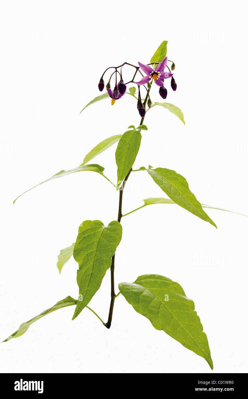 Bittersweet nightshade (Solanum dulcamara Stock Photo Alamy