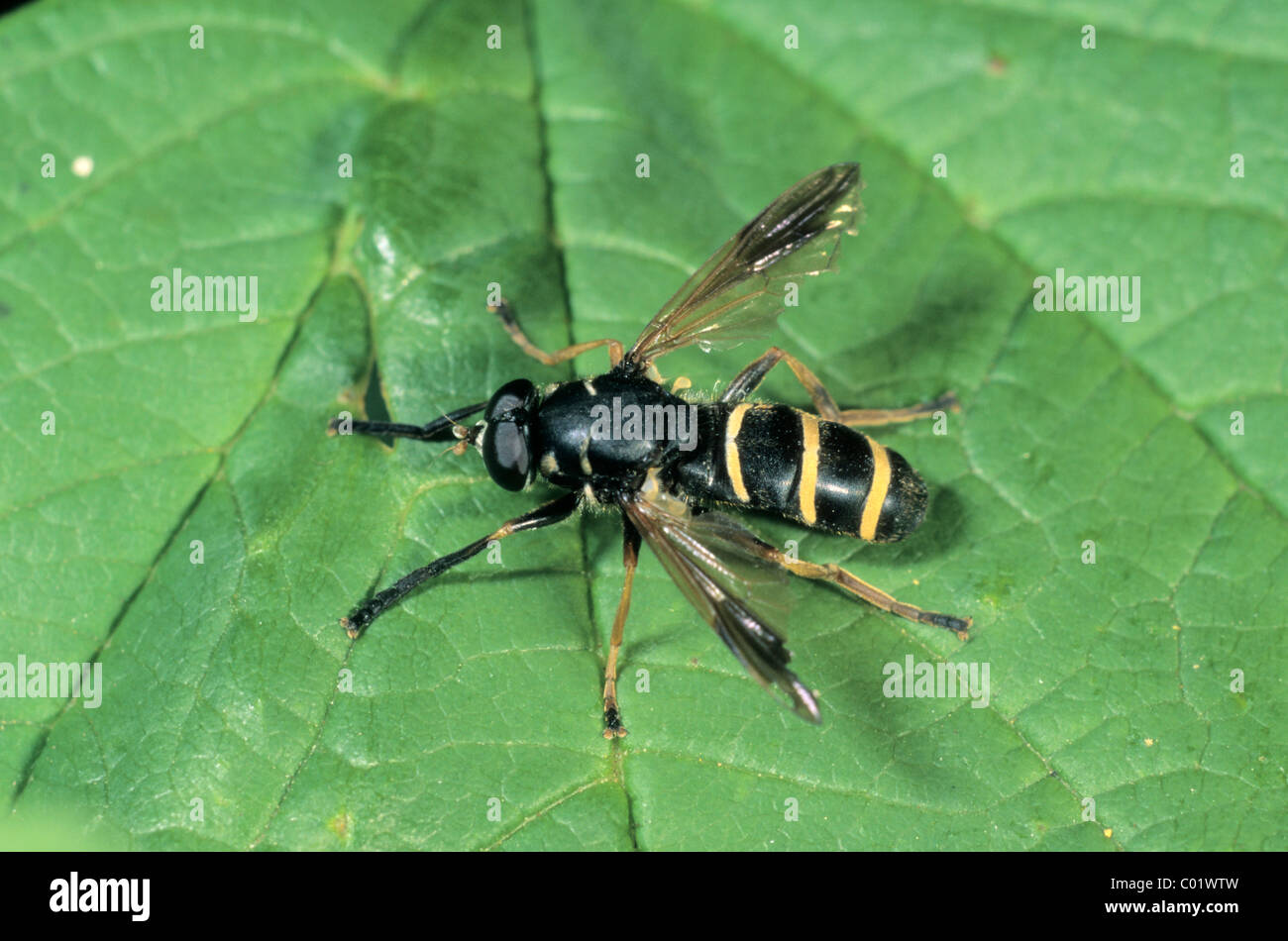 Bumblebee Hoverfly (Temnostoma bombylans) Stock Photo