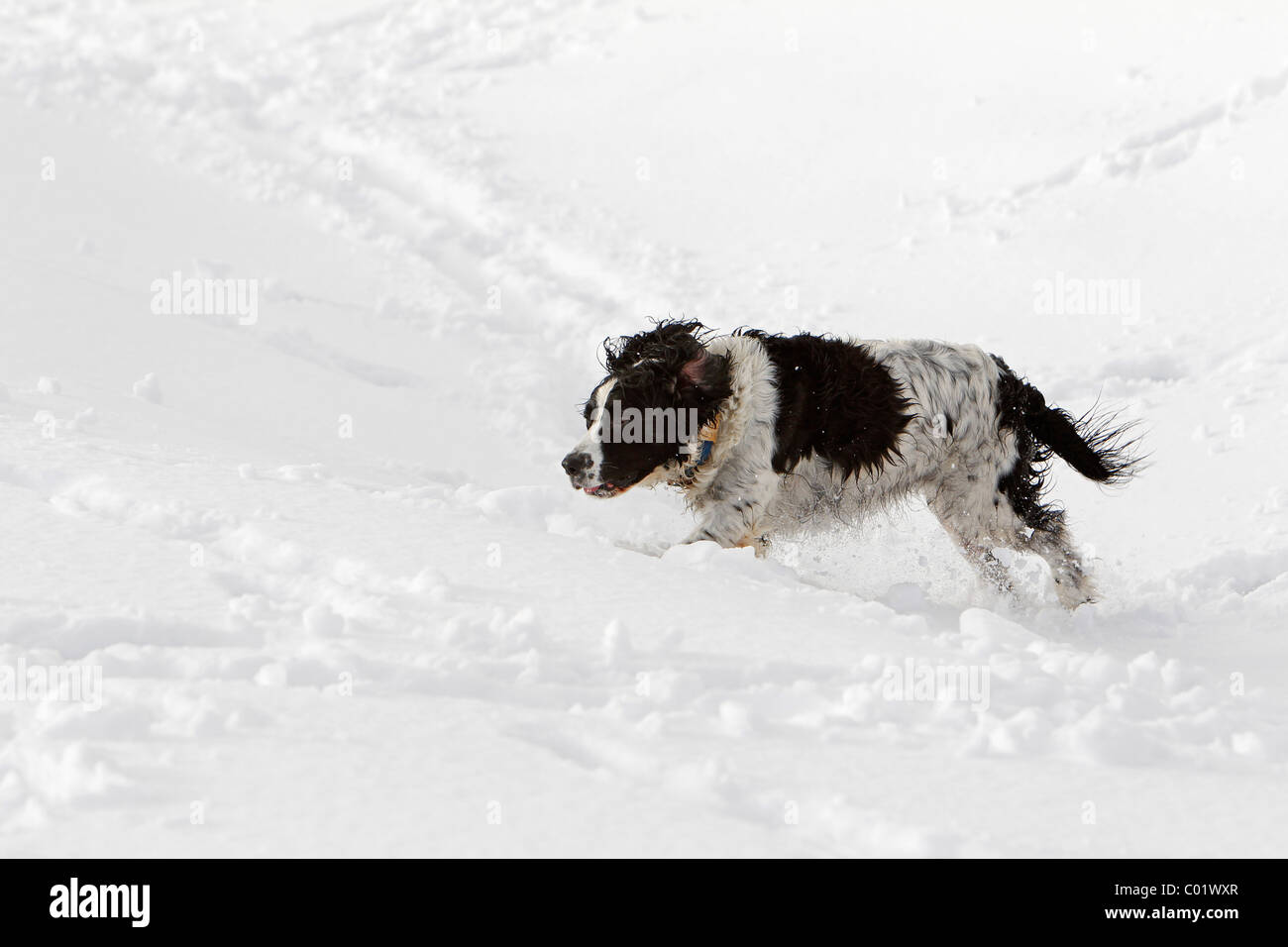 A dog plays in the snow Stock Photo - Alamy