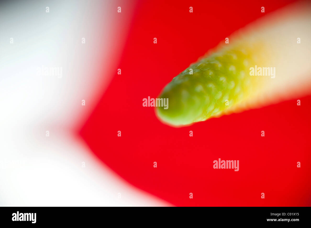 Macro of an anthurium (Anthurium scherzerianum), abstract Stock Photo