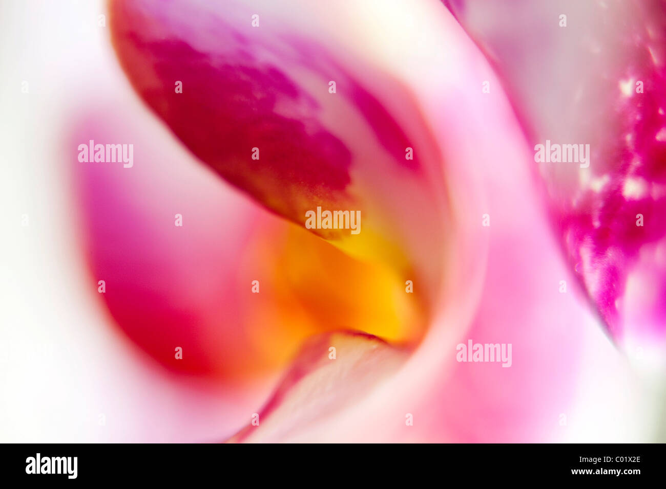 Abstract flower of an orchid (Orchidaceae) Stock Photo