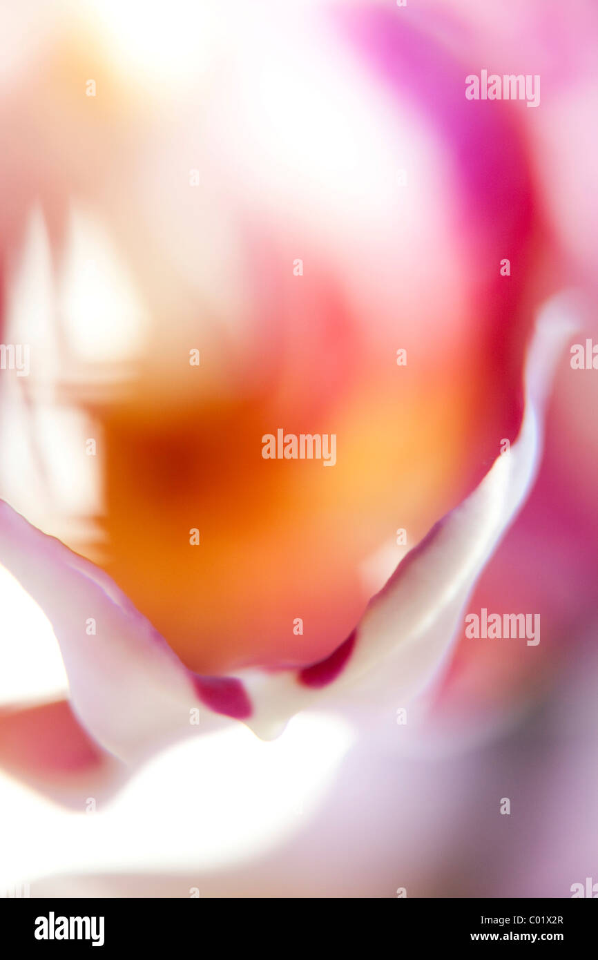 Abstract flower, orchid (Orchidaceae) Stock Photo