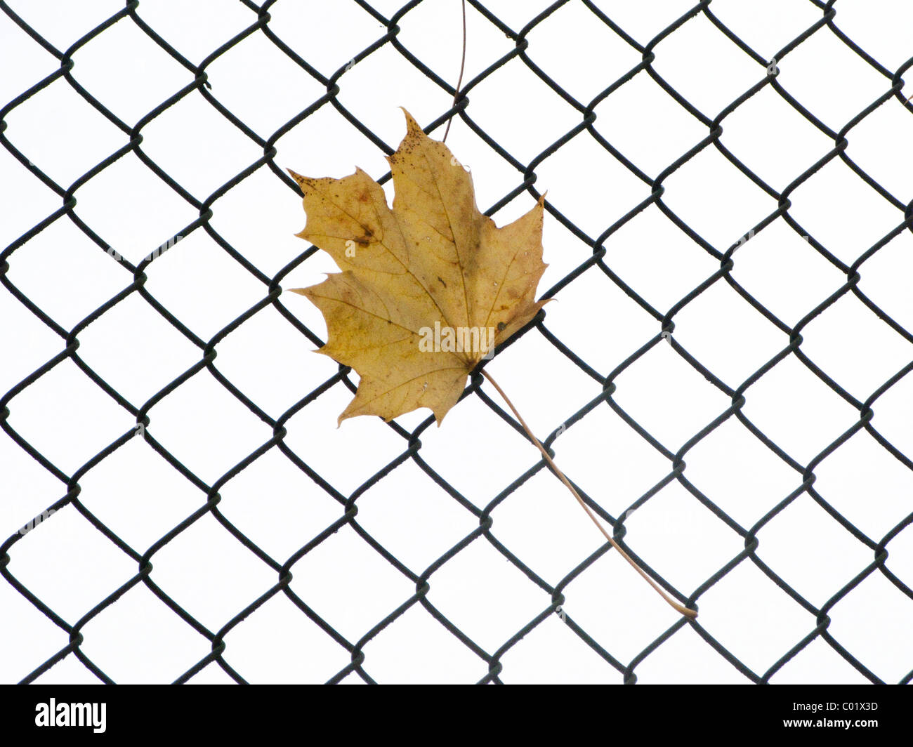Autumn leaf hanging o a fence Stock Photo