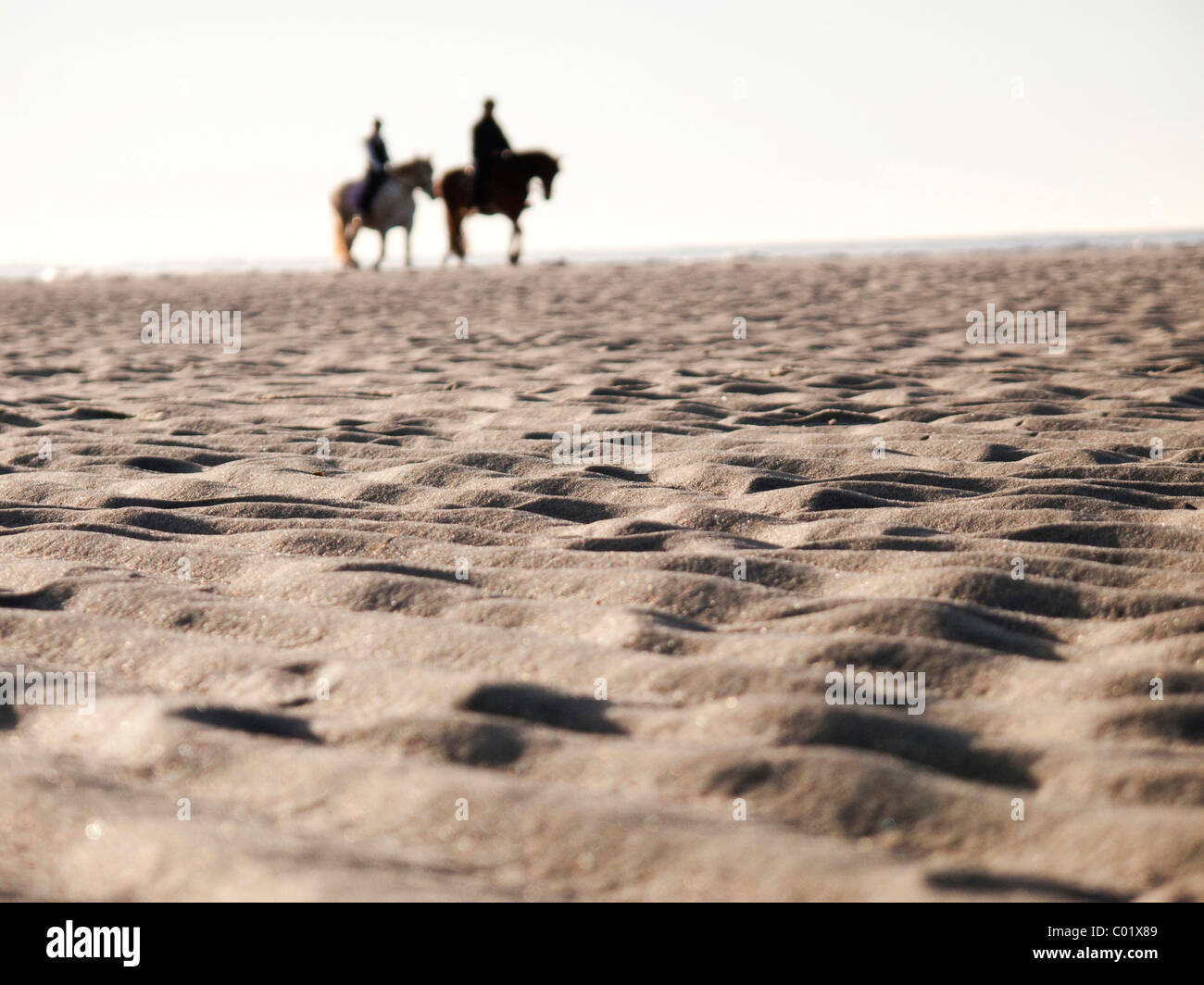 Horses on the beach, Langeoog Island, East Friesland, Lower Saxony, Germany, Europe Stock Photo