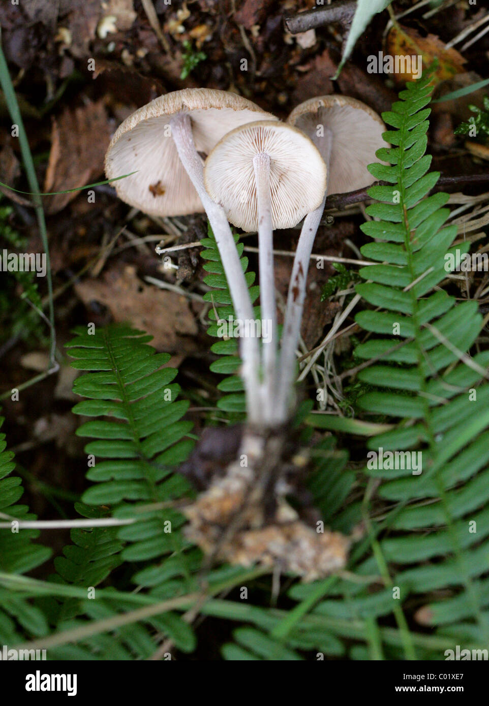 Clustered Toughshank, Gymnopus confluens (Syn.Collybia confluens  Marasmius confluens), Marasmiaceae (Former Tricholomataceae). Stock Photo