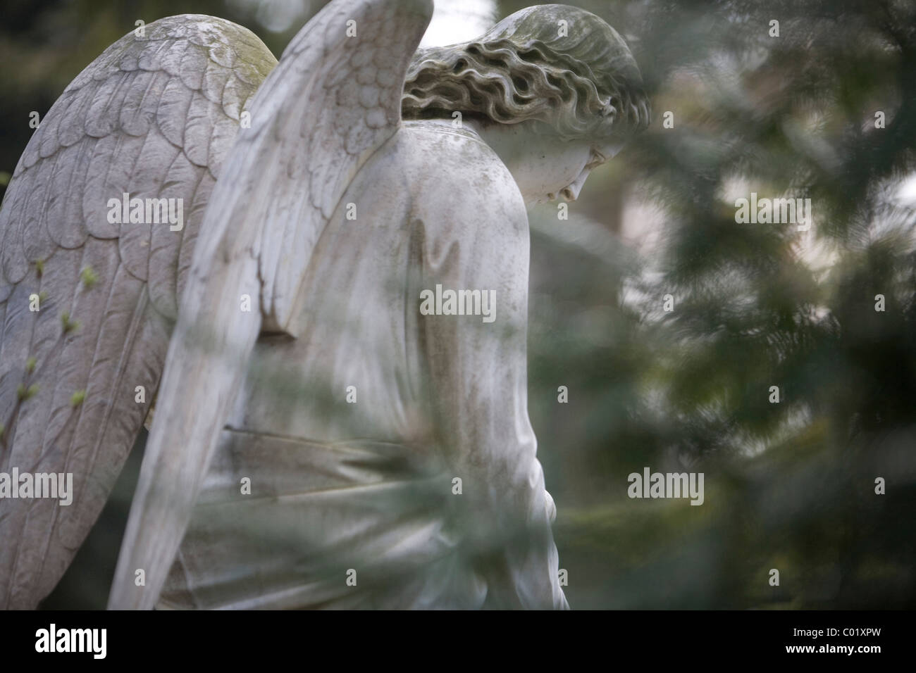 Angel, statue in a cemetery Stock Photo Alamy