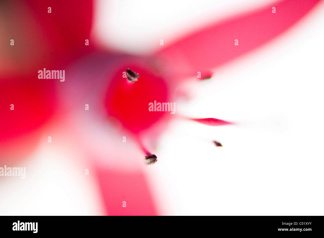 Bloom, fuchsia (Fuchsia), abstract Stock Photo