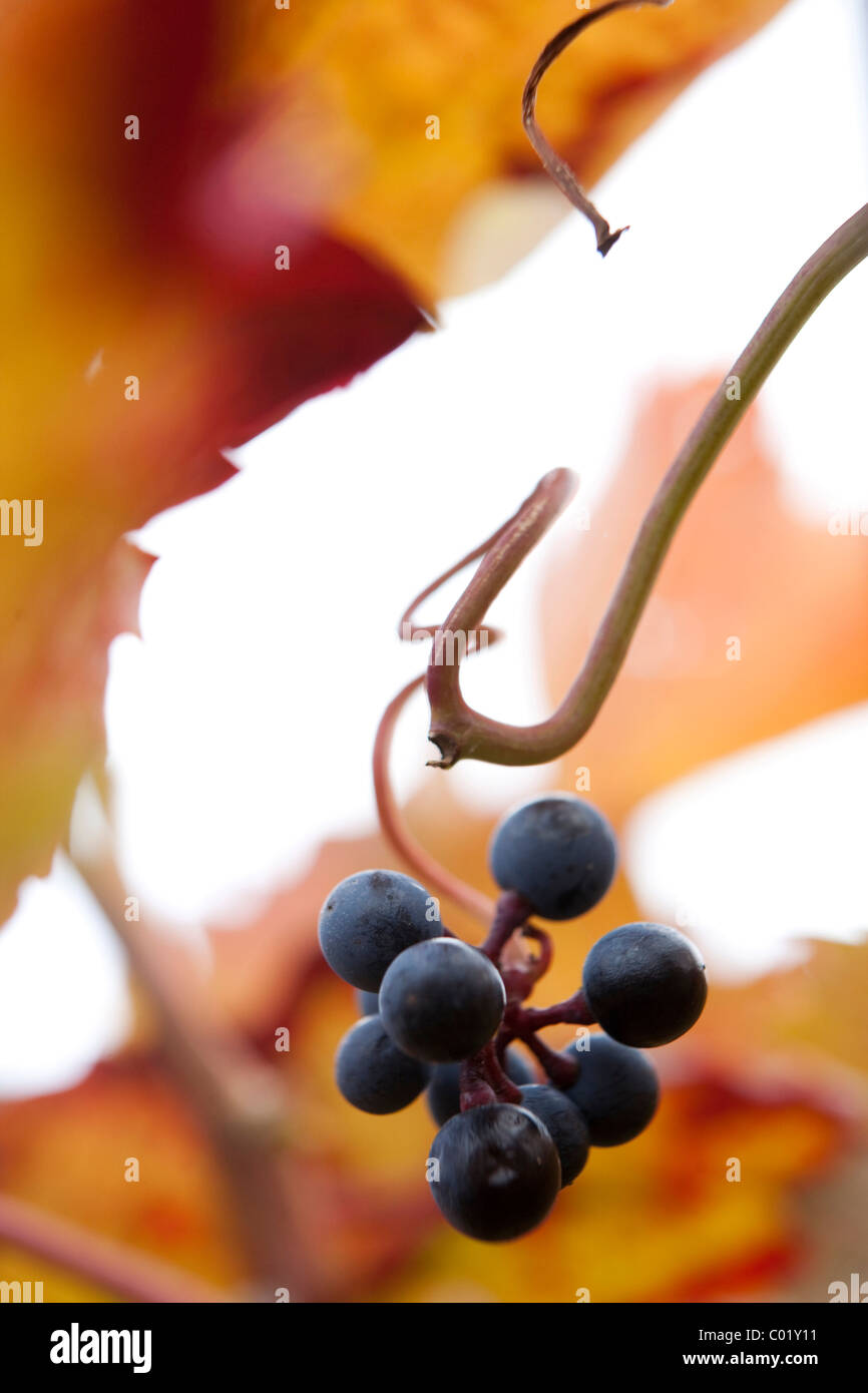 Grapes on the vine, autumn leaves Stock Photo
