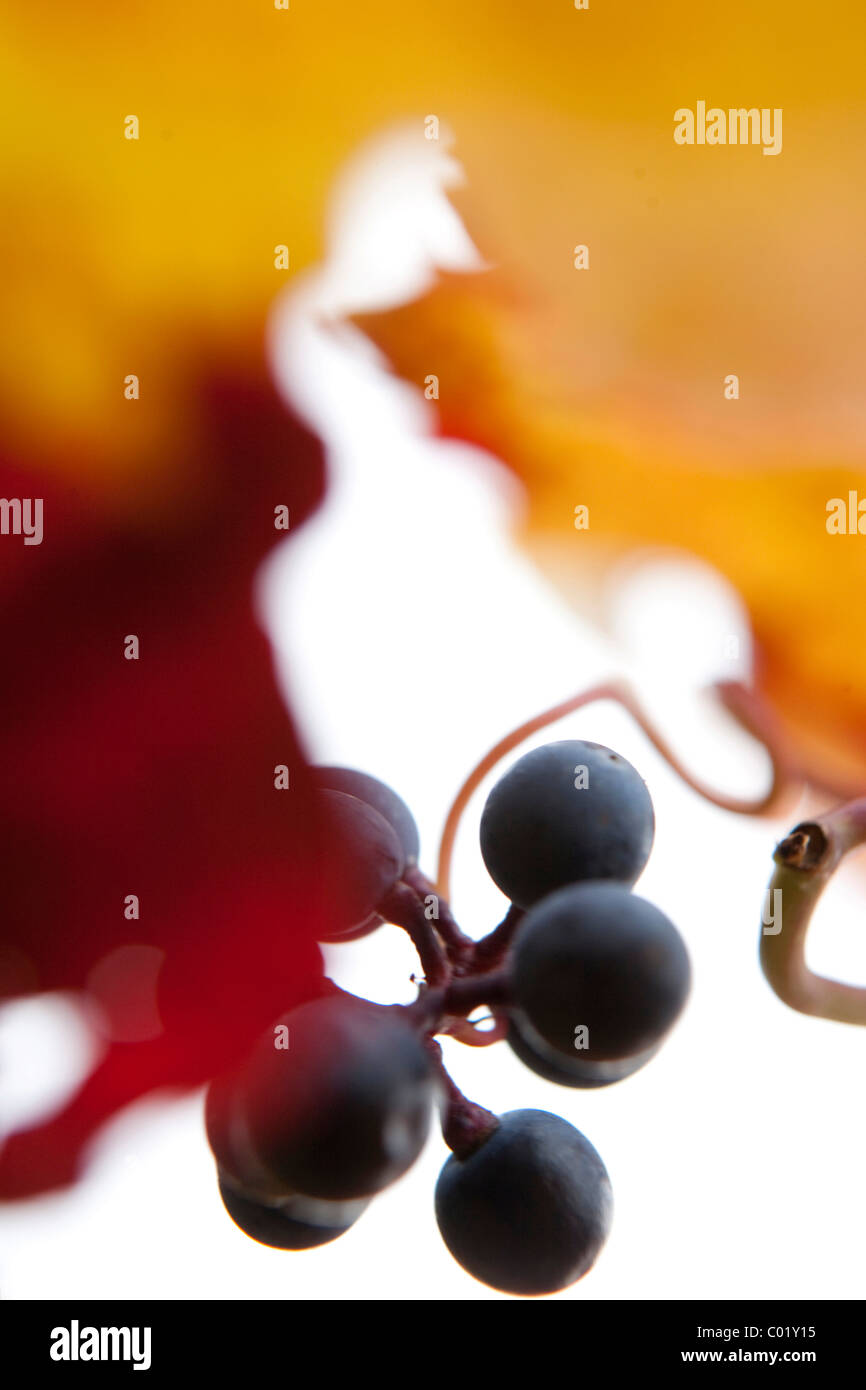 Red grapes on the vine, autumn leaves Stock Photo