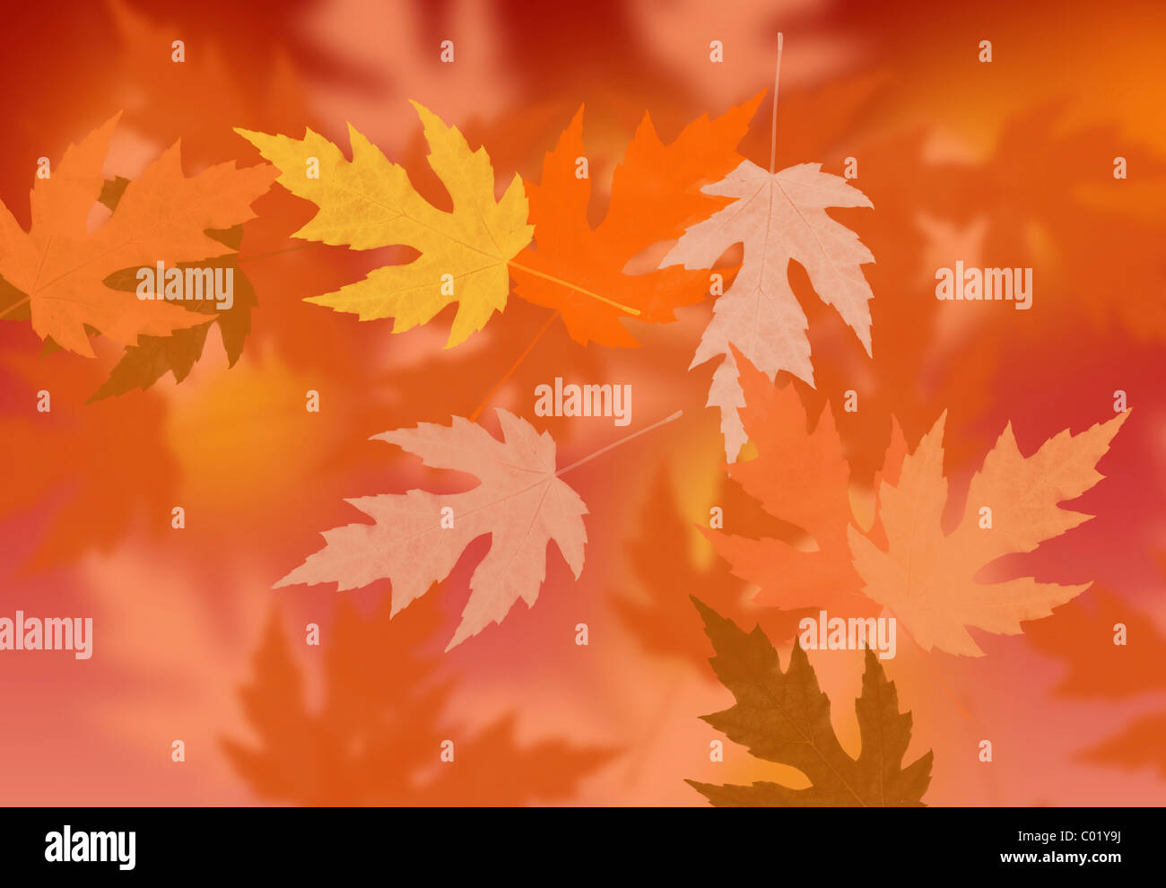 Abstract autumn foliage Stock Photo